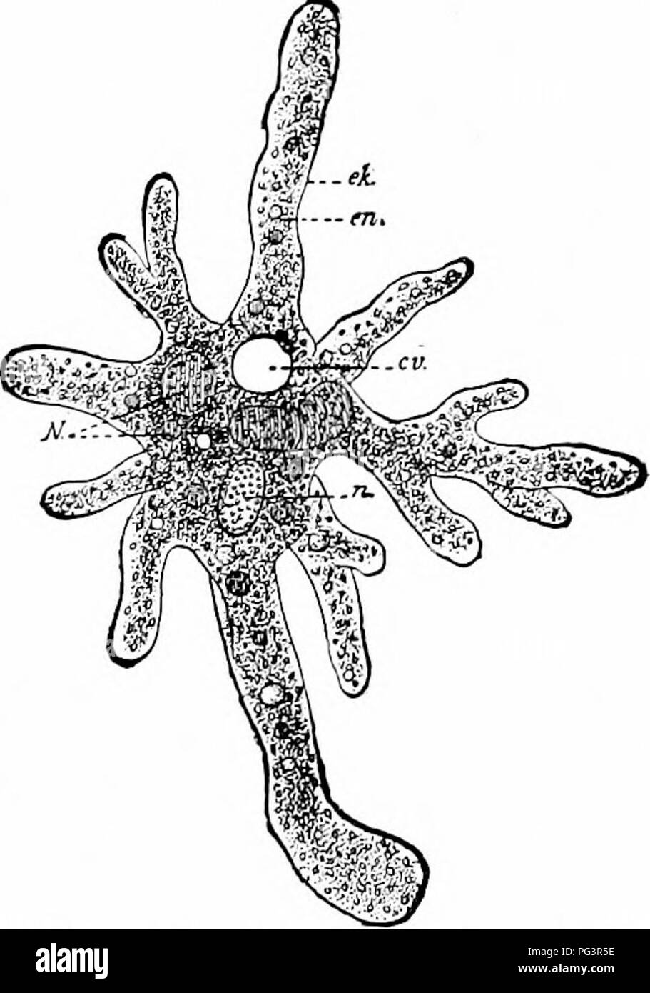 . Un manuale di zoologia. Zoologia. Anatomia generale 53 urchin; che una specie di ameba esegue sempre solo i movimenti caratteristici di tha,t specie, dobbiamo presumere che la parte il funzionamento di questa cella, protoplasma, ha in ogni caso la sua peculiarità. Ci sono azionati per l'assunzione di una quasi illimitata varietà di protoplasma, anche se ammettiamo una quota importante nelle differenze di rilievo per il nucleo di cui si parlerà in seguito. Proprietà generali del protoplasma.-La somiglianza del protoplasma si esprime nel suo aspetto e nei suoi fenomeni vitali. Sotto una leggera magnifico Foto Stock