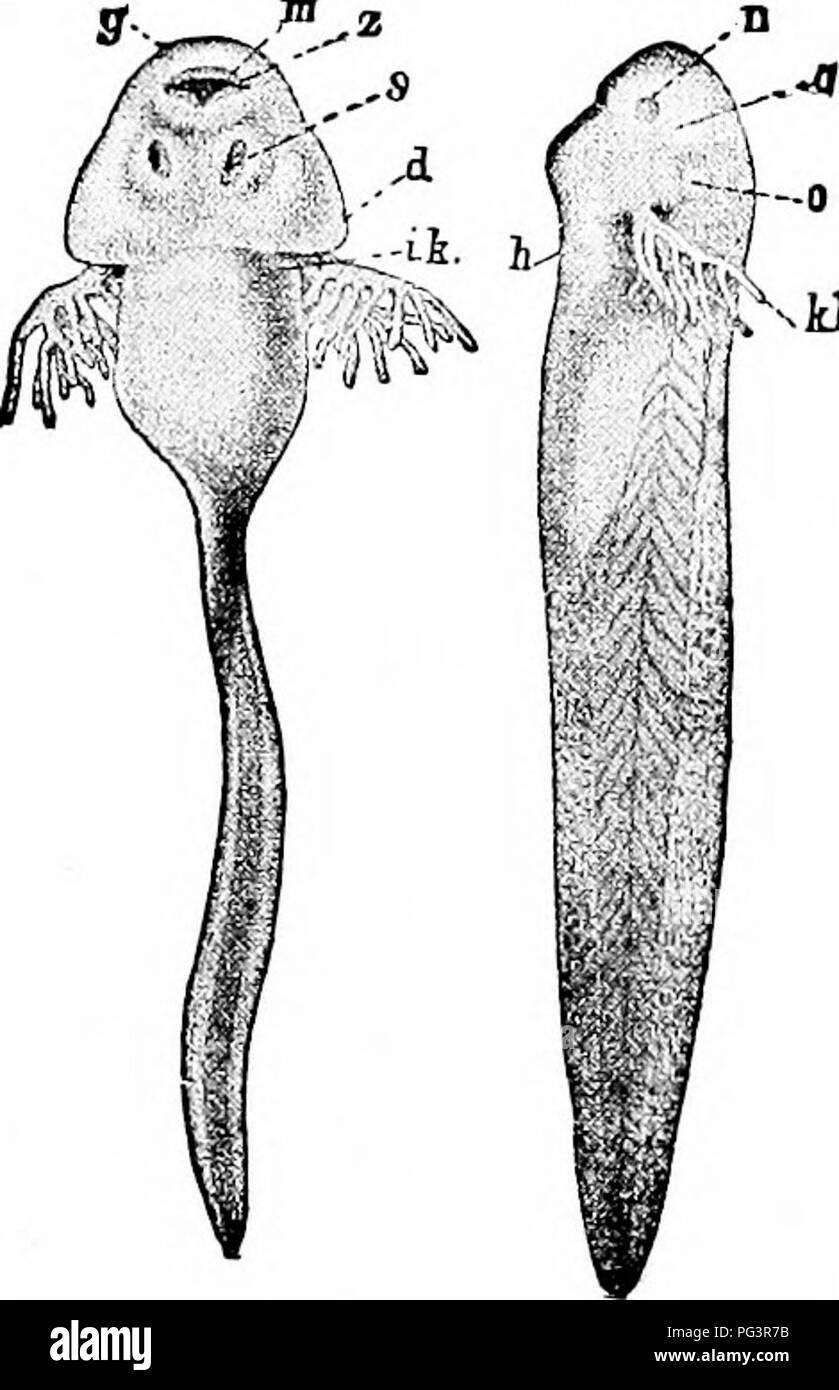 . Un manuale di zoologia. Zoologia. " Ki. Fig. 3. Fig. 4. Fig. 3.-embrione umano, 4,2 mm. lungo (dopo la sua). Pericardio e corpo laterale parete aperta, tuorlo-sac e allantois tagliata via, corso di vasi sanguigni mostrato; una, tronco arterioso; al, allantois levetta; c, precava, unendosi con tuorlo d'uovo e vene ombelicali; d, intestino; fare, tuorlo levetta; h, vescicola orecchio; K, ventricolo del cuore; 0, Ganascia superiore; r, scanalatura olfattiva; 5, coda; u, la ganascia inferiore; noi, somiti; V, atrio del cuore; 1-5, i cinque archi arteriosa. Fig. 4.-girini di rana teniporaria. m, bocca; g, la ganascia superiore; s, la ganascia inferiore; s, aspirando-disco; kb, esterna Foto Stock