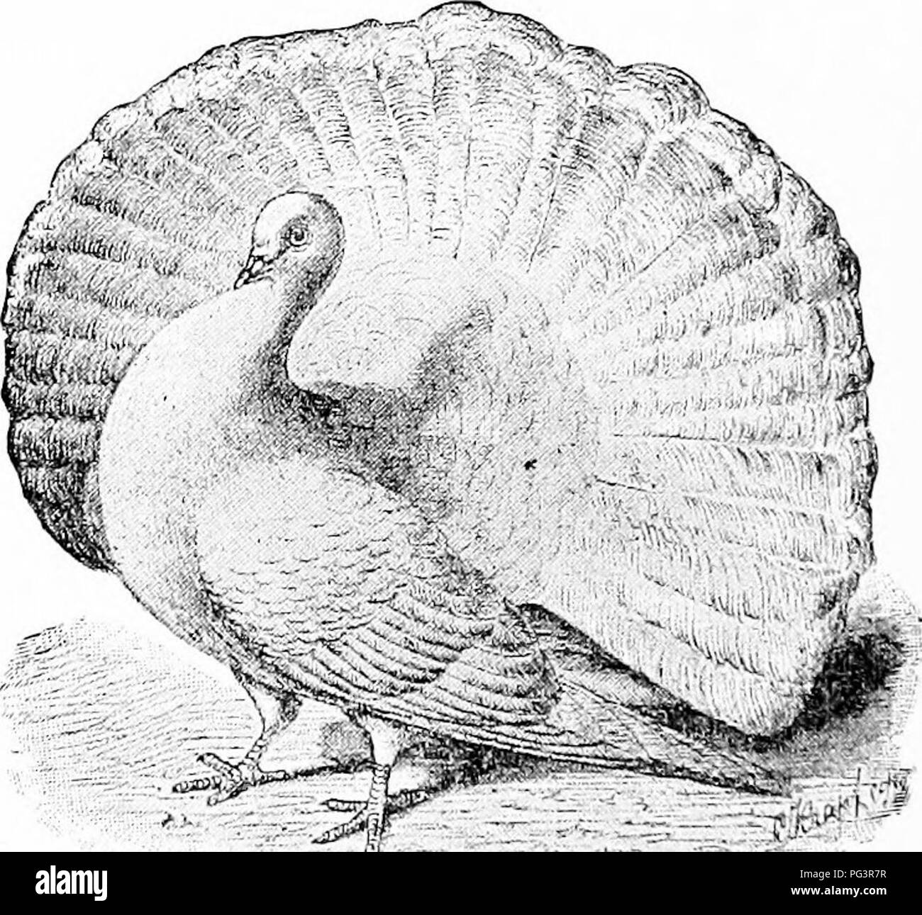 . Un manuale di zoologia. Zoologia. 20 PRINCIPI GENERALI DI ZOOLOGIA simile a quella di un altro, due gruppi può essere riconosciuto che differiscono considerare- abilmente da ogni altro, se le differenze tra di essi essere obliterato da nessun forme intermedie, e se in diverse generazioni successive rimangono costanti, poi il systematist parla di un "buon specie;"; d'altro canto egli parla della varietà della stessa specie quando le differenze sono lievi e incostante, e quando perdono la loro importanza attraverso l'esistenza di forme intermedie. Una concreta applicazione di questa regola dis- Chiude grande incongru Foto Stock