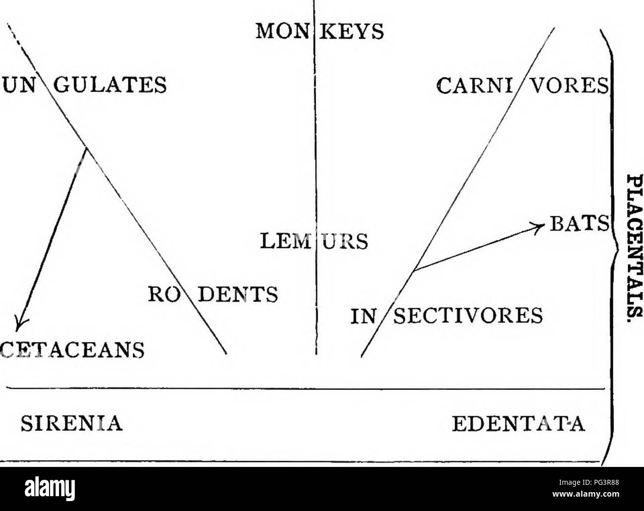 . Lo studio delle forme di vita animale. Zoologia. Il CHAP. XVI Backboned animali 271 compagni di musicisti itineranti, mentre più basse e più piccola fra vero le scimmie sono il South American callitrici. Distinto da tutti questi, probabilmente al di fuori dell'ordine di scimmia del tutto sono i cosiddetti semi-scimmie o dei lemuri. Potremmo descrivere le attività intelligente delle scimmie, i ripari che alcuni di loro, rendono la loro vita familiare, cura dei genitori e la socialità, la loro docilità, le loro abitudini intelligente di inchiesta e la loro rapidità di trarre profitto dalla sua esperienza ; ma che tutte le quantità a ciò che la loro vita a molti puntare Foto Stock