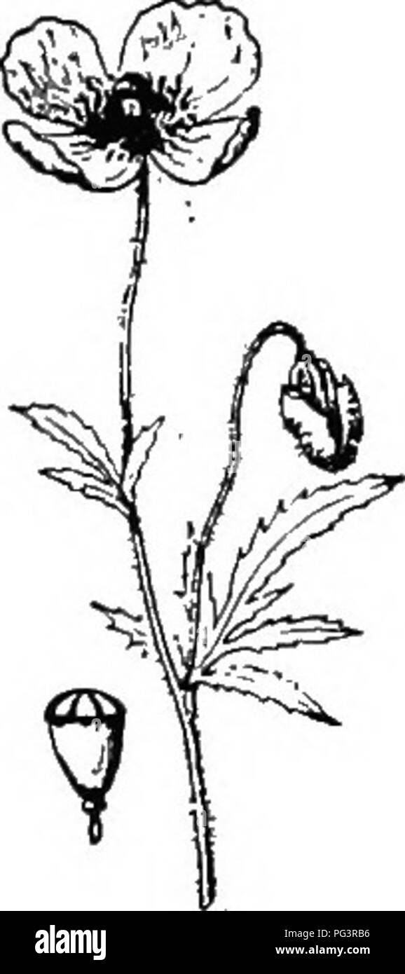 . Botanica agricola per gli studenti . La botanica. Fig. 429.- Il carattere della pianta, di fiori e di frutti della senape nera [Brassica nigra). A destra, una pianta in fiore (X-^), e una matura pod sulla dimensione naturale; a sinistra, sopra, un fiore, e di seguito, un open pod. Dopo Vasey e la natura. Fig. 430. - Uno dei Pop- torte, che mostrano il carattere di fiori e pod. Dopo Le- comte. sono fastidiosi impurità nelle sementi commerciali e i semi di alcuni sono velenosi. Associato con la famiglia Senape è il papavero (Famiglia Papaveraceae), caratterizzato da un aspetto lattiginoso succo e rappresentata da Foto Stock