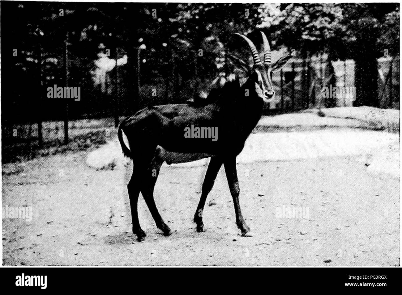 La guida al New York Zoological Park mette in evidenza l'antilope zibellare, mostrando il suo habitat e le sue caratteristiche uniche. Il recinto per l'antilope zibellino comprende compartimenti e corrimano appositamente progettati per garantire la cura e la gestione adeguate, a dimostrazione dell'impegno del parco per il benessere degli animali. Foto Stock