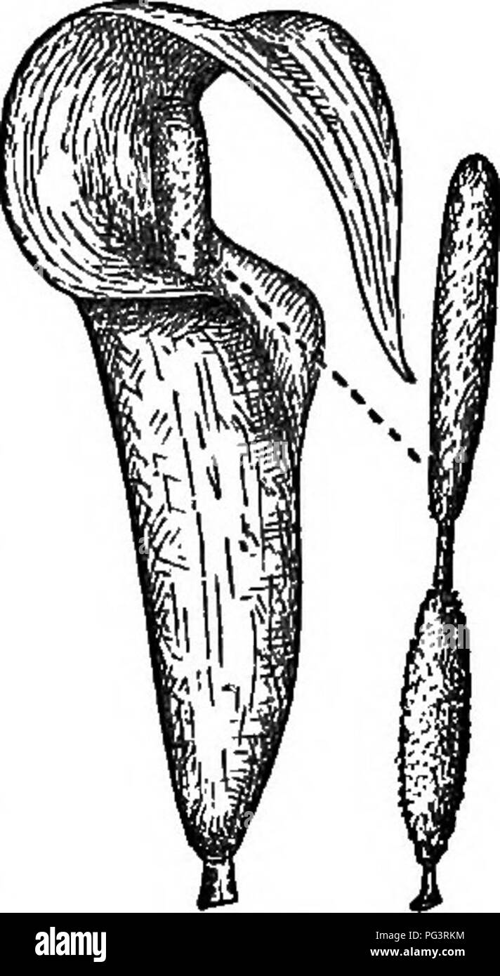 Questo libro di testo tratta i concetti fondamentali della botanica, tra cui la struttura vegetale (organografia), i tessuti vegetali (istologia) e i processi fisiologici delle piante. Include anche un glossario completo di termini botanici per studenti e professionisti del settore. Foto Stock