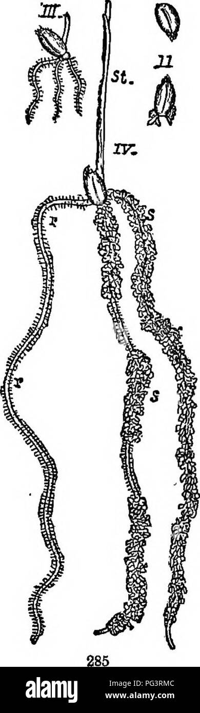 . Gli elementi di botanica abbracciando organography, istologia, fisiologia vegetale, botanica sistematica e botanica economica ... insieme con un glossario completo dei termini di botanica. La botanica. Quelli MONOOOTTLED. 171. Si prega di notare che queste immagini vengono estratte dalla pagina sottoposta a scansione di immagini che possono essere state migliorate digitalmente per la leggibilità - Colorazione e aspetto di queste illustrazioni potrebbero non perfettamente assomigliano al lavoro originale. Kellerman, William Ashbrook, 1850-1908. Philadelphia, J. E. Potter e azienda Foto Stock