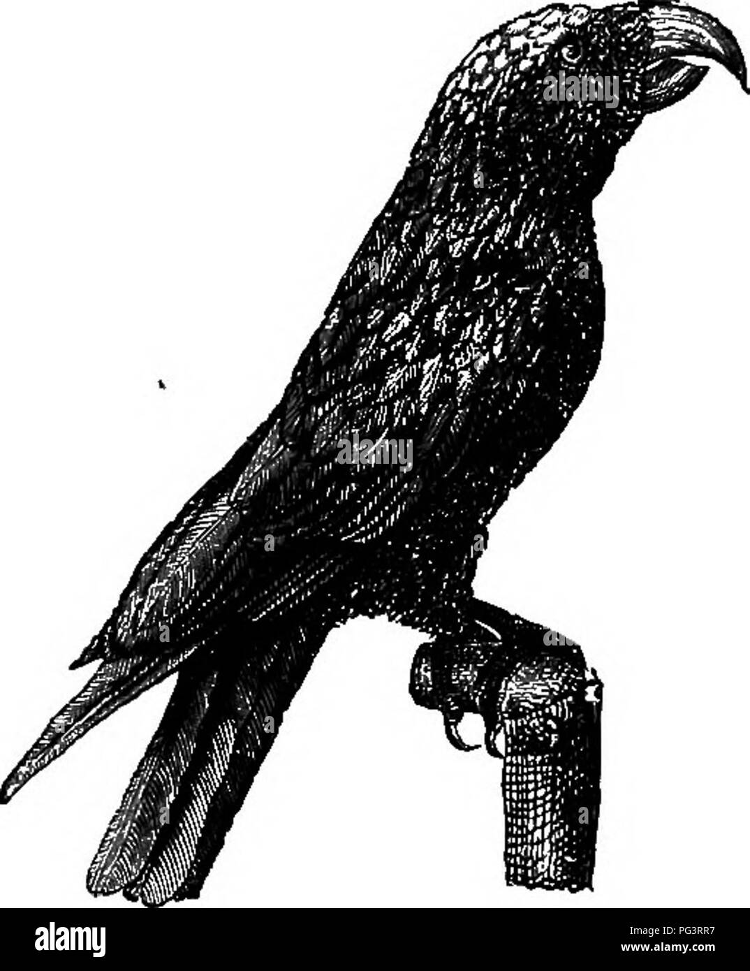 . La vita degli animali come influenzata dalle condizioni naturali di esistenza. Ecologia animale. 62 L' INFLUENZA DI inanimato SniSEOUNDINGS. Brooks. Un esempio molto interessante è oflFered dalla Kia- Nestor mirabilia-oi Nuova Zelanda ; è alleata dei pappagalli, e precedentemente alimentati con i succhi di frutta di piante e fiori, ma ultimamente si è abituati a sorseggiare il sangue di recente ovini macellati ; e si è asserito che questo uccello, originariamente in modo innocuo, ha fatto diventare un serio avversario dei greggi di Nuova Zelanda per la sua costante aumento di amore per il sangue di pecore, per essa ancora pecks e sorsi i Foto Stock