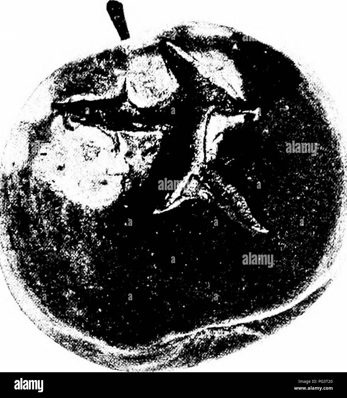 . Manuale delle malattie di frutta . Frutta. Malattie APPLE 59 Davis. Circa il margine del vecchio spot incassata a volte si vede un bordo rossastro. Su molto giovani mele i punti di infezione mostrano come piccolo acqua-bagnato fradicio aree, e in condizioni di bagnato ci può essere un colore giallognolo, essudato gommoso. Su alcune varietà almeno come il Ben Davis, la pelle in ultima analisi le incrinature (Fig. 15). Le fenditure, sebbene di solito circa una metà di un pollice lungo, può avvolgere il frutto e si estendono per l'anima. Spesso queste incrinature si intersecano formando una croce (Fig. 15). Entro un paio di giorni dopo le macchie diventano visibili, nero brufoli sono de Foto Stock