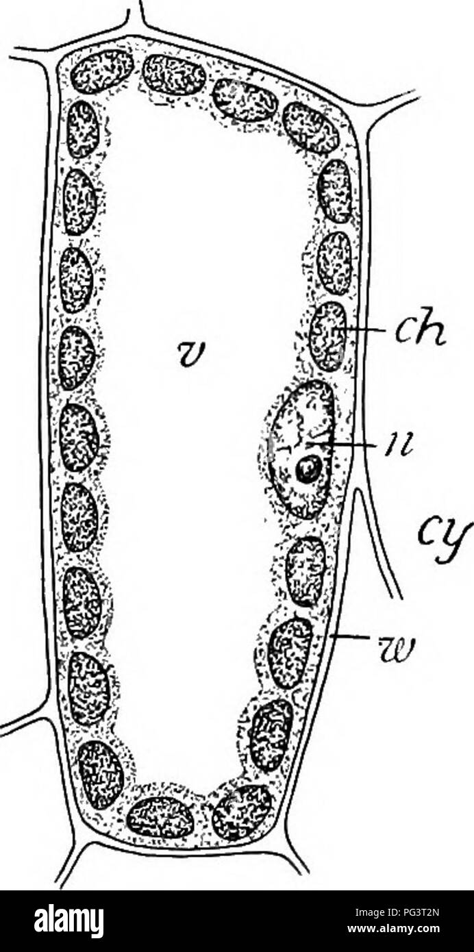 . La vita delle piante e impianto utilizza; un elementare textbook, una fondazione per lo studio dell'agricoltura, scienze domestiche o collegio botanica. La botanica. Cellule e protoplasma 73 vivi, qualunque sia la sua natura può essere, è chiamato protoplasma. Se in piante o animali, se attivo, come in un crescendo di foglia, o dormienti, come nell'embrione di un seme, se in una massa incoerente sul degrado del legno o al lavoro nel cervello dell'uomo più saggio, questo Life stuff è chiamato protoplasma. Se avessimo saputo che i suoi segreti, dovremmo conoscere i segreti della vita fisica. Tutte le altre parti dei corpi viventi servire; esso manu- factures e li utilizza Foto Stock