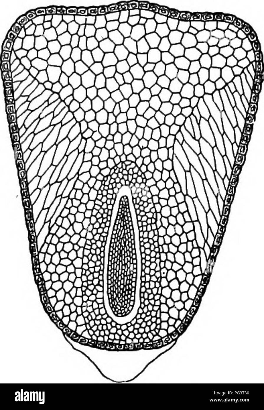 Questo libro di testo elementare introduce concetti fondamentali di botanica, concentrandosi sugli usi vegetali per l'agricoltura. Sottolinea il ruolo delle sementi nella produzione alimentare, coprendo colture importanti come riso, frumento, mais, avena, orzo, e segale. Esplora il loro significato agricolo e il processo di coltivazione per il consumo umano. Foto Stock