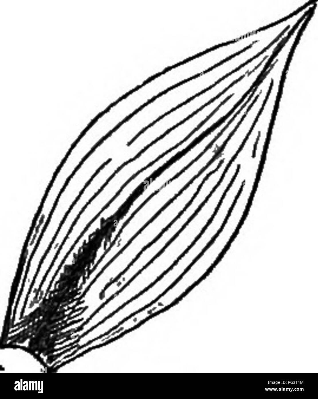 . Gli elementi di botanica abbracciando organography, istologia, fisiologia vegetale, botanica sistematica e botanica economica ... insieme con un glossario completo dei termini di botanica. La botanica. 32 OBQANOGBAPHY.. di diversi tipi di foglie da esaminare sarà trovato che due tipi a prevalere. L' uno è rappresentato da tali lamine come il giglio, Bandiera, erba, mais, grano, ecc., in cui un numero cospicuo di vene ex- tendono dalla base al vertice di ciascuna foglia, circa par- allel gli uni agli altri e questo fatto ha suggerito il nome par- " allel venata (Fig. 40). L'altro tipo è visto in rovere, Foto Stock