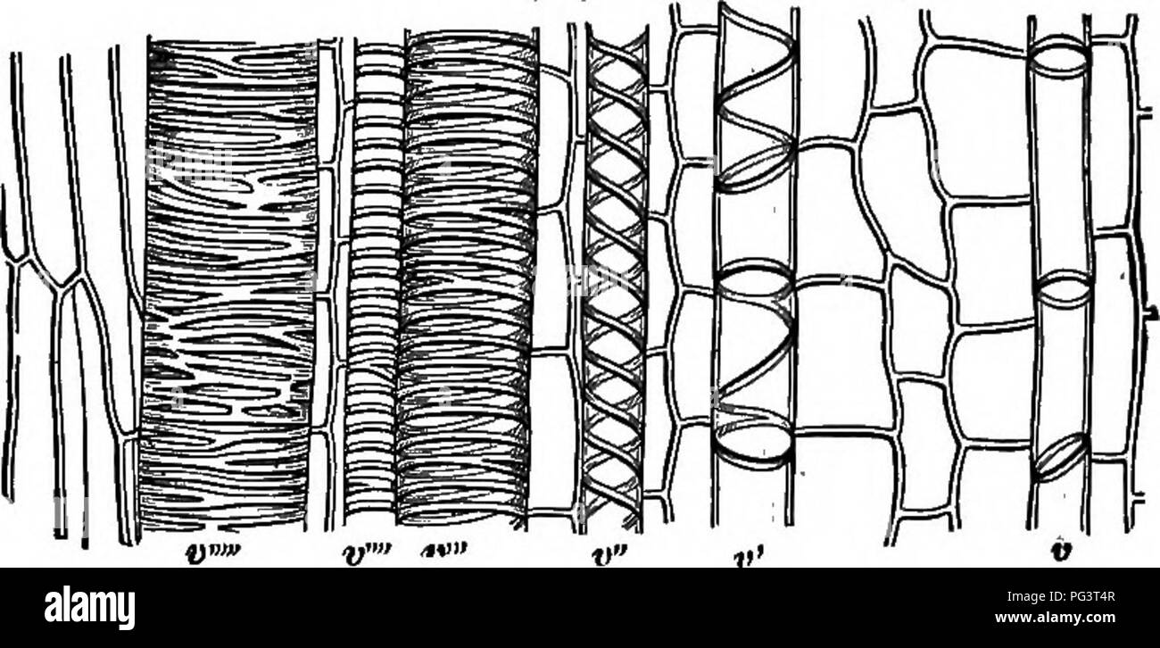 . Gli elementi essenziali della botanica. La botanica. I tessuti di piante. 23 Tracheary tessuto è trovato solo di felci e loro rela- tives e la fioritura delle piante. Le principali varietà di navi trovati in tessuti tracheary sono i seguenti: 49. (1) Le navi a spirale, che di solito sono lunghe, con fusi- formare estremità; le loro pareti sono addensati in una spirale man- ner con uno o più semplici o ramificate bande o fibre (Fig. 15, v", v', V"). Questo modulo può essere considerato come la forma tipica dei vasi del tessuto tracheary. Inanellato reticolato e navi sono variazioni opposte di tL- s Foto Stock