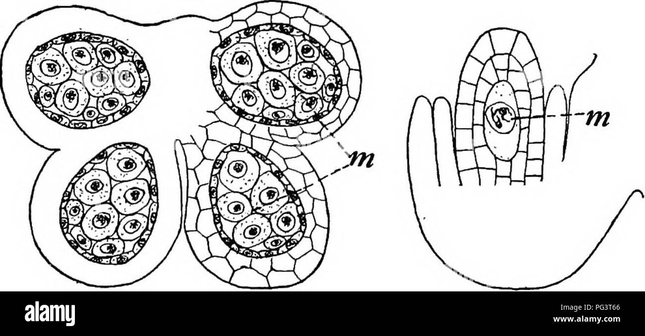 . Botanica agricola per gli studenti . La botanica. Stame 461 stame. - La stame (microsporophyll) ha il suo polline (sacs microsporangia), di solito in numero di quattro, unite nell'struc- ture chiamato antera. I grani di polline (microspore) sono numer- unità organizzative in ciascun sacco e sono formate prima che il fiore si apre. Come le spore di gimnosperme, le Pteridofite e briofite, essi sono formati da cellule speciale noto come cellule madre di cui vi sono molti in ogni polline sac come indicato con A nella figura 408. Queste cellule madre anche dividere dalla riduzione della divisione, che è per il tipo di divisione cellulare in cui il da Foto Stock
