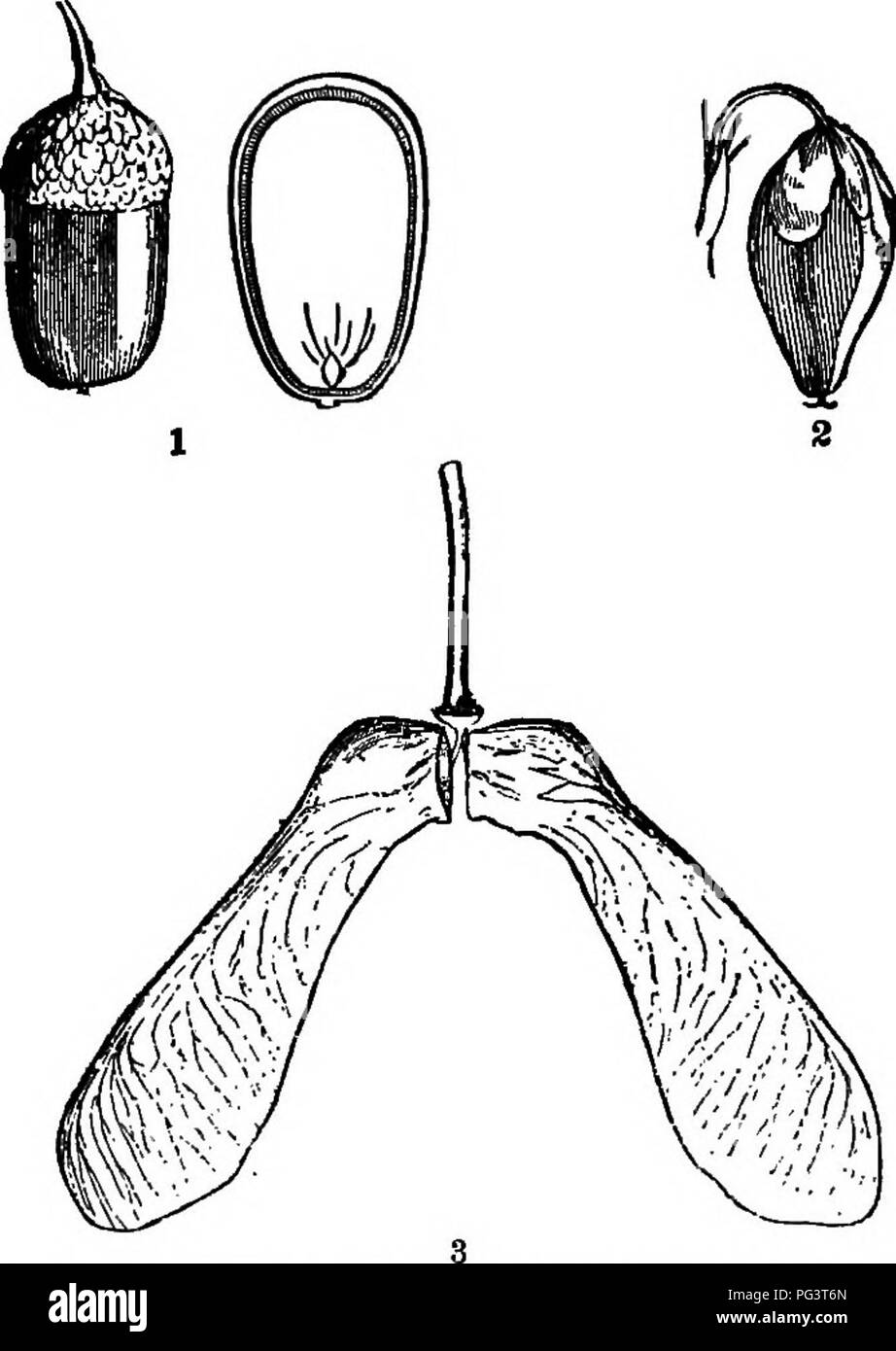 . Gli elementi essenziali della botanica. Botanica. xl botanica. 1. Onestone, solitamente uno-celledâe.g., ciliegia . Drotk. 2. Pietre o carpels cartaceo, due o piú ad esempio, Apple Po^-. Fie. XLI.âAchenial frutti: 1, il dado di quercia, anche mostrato in sezione; 2, achene di grano saraceno; .3, samara doppia di acero. VI. Frutti di aggregazione.âPolycarpellary; carpels sempre distinti. Le forme di queste non sono ben distinti. In manyRanun- culacese vi sono numerose achenes su un pro- sospirato recipiente; in Magnolia numerosi follicoli sono similmente disposti; al lampone molti drupelets aderiscono leggermente in una massa incoerente, che separ Foto Stock