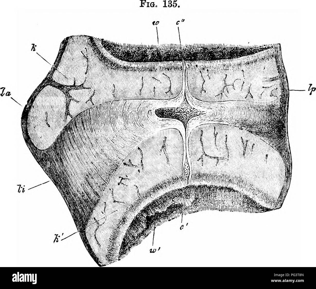 . Gli elementi di embriologia . Embriologia. 402 sviluppo di organi in mammiferi. [CHAP.. Sezione longitudinale attraverso la Liga intervertebrale- mento e le parti adiacenti di due VeRTEBR^ PEOM IL Eegion toracica di un embrione avanzata op una pecora. (Da Kolliker.) la. ligamentum longitudinale anterius ; Ip. ligamentum lungo, pos- terius; li. ligamentum intervertebrale; k, k'. epifisi di vertebra ; w. e y/. anteriore e posteriore ; vertebrse c. in- tervertebral dilatazione di notocbord ; c' e C"- vertebrali di- latation di notochord. I primi cambiamenti nello sviluppo del viscerale arche Foto Stock