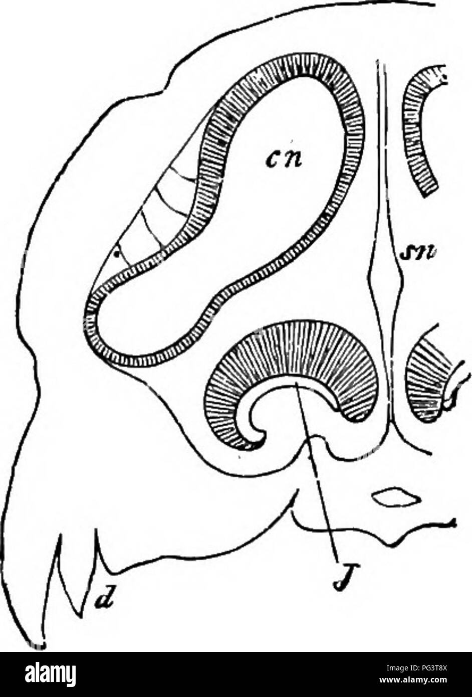 . Gli elementi di embriologia . Embriologia. λir.] L'organo nasale. 399 Alla fenestra ovalis. Questi ossicoli, che sorgono maialy dalla mandibola hyoid e archi (m'de p. 403), vengono dapprima integrati nel tessuto connettivo in prossimità della cavità timpanica, ma sul pieno sviluppo di questa cavità, diventano appareptly collocati all'interno di esso, anche se davvero avvolto nella mucosa fodera. Organo nasale. Nei mammiferi la formazione generale delle sezioni anteriore e posteriore delle narici è lo stesso come in uccelli; ma una evoluzione dal lato interno del canale tra le due aperture deriva Foto Stock