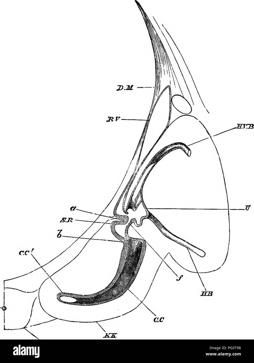 . Gli elementi di embriologia . Embriologia. 394 sviluppo di organi in mammiferi. [CHAP. Fig. 131.. MM sezione attraverso l'orecchio interno di un embrione di ovini 28 mm. di lunghezza. (Dopo B6ttcher.) D.M. dura mater; R. V. recessus labyrinthi; H. V.B. verticale posteriore del canale semicircolare; U. utriculus ; M.P. orizzontale. Si prega di notare che queste immagini vengono estratte dalla pagina sottoposta a scansione di immagini che possono essere state migliorate digitalmente per la leggibilità - Colorazione e aspetto di queste illustrazioni potrebbero non perfettamente assomigliano al lavoro originale. Foster, M. (Michael), Sir, 1836-1907; Balfour, Francesco M. (fra Foto Stock