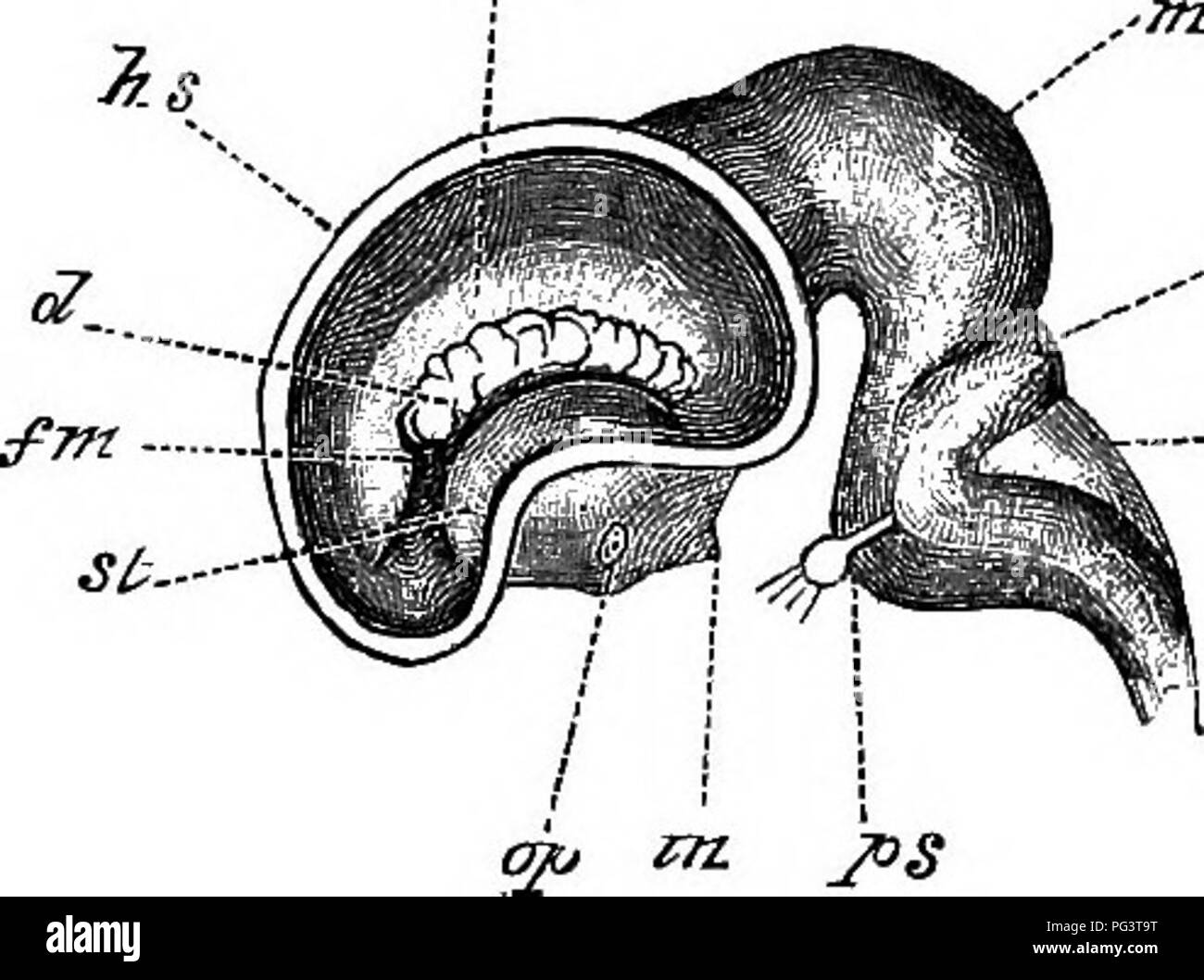 . Gli elementi di embriologia . Embriologia. 384 sviluppo di organi in mammiferi. [CHAP. In modo primitivo il cervello dei mammiferi, come quella del basso Vertebrata, è abbastanza liscia. In alcune delle, MAMMALIA MONOTREMATA, Insectivora, ecc, questa condizione viene mantenuta quasi per tutta la vita, mentre m la maggior parte dei mammiferi più o meno complicato il sistema di fessure Fig. 126. "7n i. .,Cl Latbbal Vista del cervello di un embrione di vitello o di 5 cm. (Dopo Mihalkovics.) la parete esterna dell'emisfero è rimosso, in modo da dare una vista interna della sinistra ventricolo laterale. Come fuori di parete dell emisfero; Foto Stock