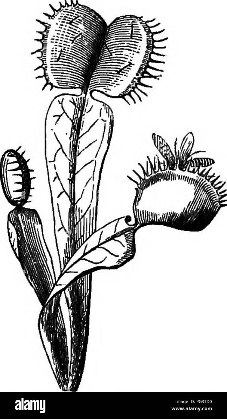. La botanica per i giovani : Parte II. Come si comportano le piante ; come si muovono, arrampicarsi impiegare gli insetti a lavorare per loro, &AMP; c. La botanica. 44 Come certe piante insetti CAPTURK. fly-cattura. Inoltre, in una delle nostre specie con più foglie (Z). longifolia) la lama della stessa foglia incurves (come una donna intelligente ha osservato), in modo da ripiegare attorno alla sua vittima! I?arujio - &lt;?/ "/^seci"&lt;v^rj^s P/c,^^^ 96. Un altro e più praticato osservatore, -le cui osservazioni non sono ancora pub- fissate, dichiara che le foglie del comune di round-lasciava Sundew atto differiscono- ingresso quando diversi oggetti sono Foto Stock