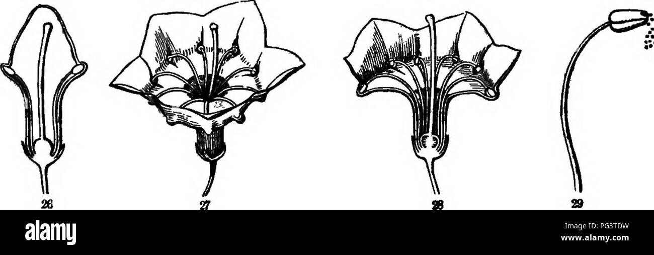. La botanica per i giovani : Parte II. Come si comportano le piante ; come si muovono, arrampicarsi impiegare gli insetti a lavorare per loro, &AMP; c. La botanica. 34 Come impiegare piante insetti per opera loro nemico, prendere nota che questi antere non aprire dal trap-porte, come quelli di Crespino, né da lungo fessure come nella maggior parte dei fiori. Come nella maggior parte della famiglia di Heath (al quale appartiene Kalmia), essi sono costituiti da una coppia di sacs, fianco a fianco, che aperto da un foro rotondo nella parte superiore (vedere Fig. 29). Così, quando il filamento si prostrò si libera e vola in avanti, i grani di polline in- antera sono proiettati, come tiro da un bambino è il segnale di PEA-shooter. Foto Stock