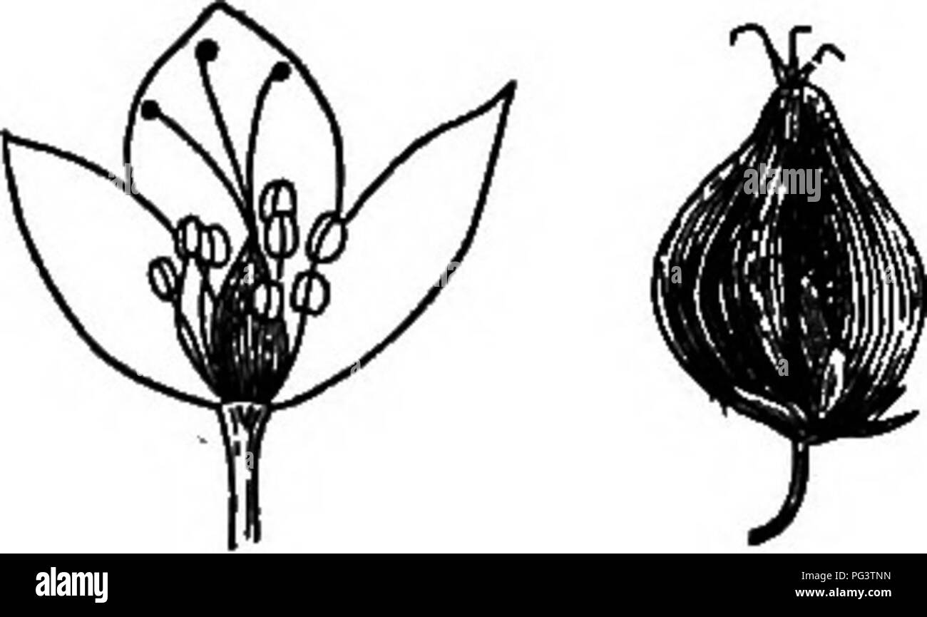 . Fondamenti di botanica. La botanica; Botanica. Piante dicotiledoni 67 riflessi a maturità. Calice verde, le valvole sostanzialmente triangolare, bruscamente appuntita, reticolato, una distinta lungo e stretto il tubercolo sul retro di ciascuna. Paludi e terra bagnata.* 3. R. Crispo, L. giallo Dock. Stout, liscio, 3-4 ft. alta. Foglie lanceolate e margini molto ondulato, acuta, la parte inferiore più o meno a forma di cuore. Radice lunga e rastremantesi procedendo gradualmente verso il basso, giallo, vei'y dura. Le falciatrici in vortici affollate in lunghe e dritte, esili racemi. Valvole di forma tondeggiante a forma di cuore, soprattutto tubercled. Un molto ardito erbaccia, introdotto dall'Europa. n Foto Stock