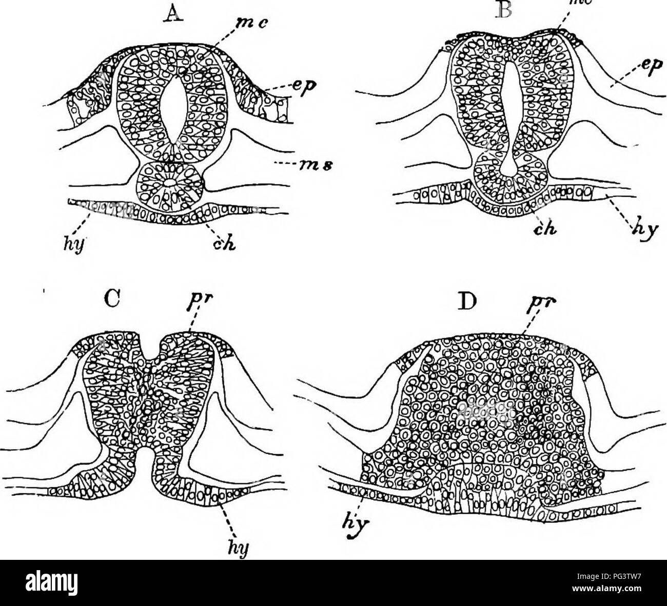 . Gli elementi di embriologia . Embriologia. 72 IL PRIMO DAT. La fio. 25. [CHAP.. Quattro sezioni trasversali attraverso il passaggio Nedrenteric e parti adiacenti in un embrione di anatra con TWBNTT-sei MeSOBLASTC somiti. A. Sezione nella parte anteriore del neurenteric canal, annunziando un lume in notochord. B. Sezione attraverso il passaggio dal canale midollare in notochord. C. Sezione annunziando la hypoblastic apertura del neuren- teric canal, e la scanalatura sulla superficie della primitiva streak, che si apre nella parte anteriore nel canale midollare. D. primitiva streak immediatamente dietro l'apertura di neure Foto Stock