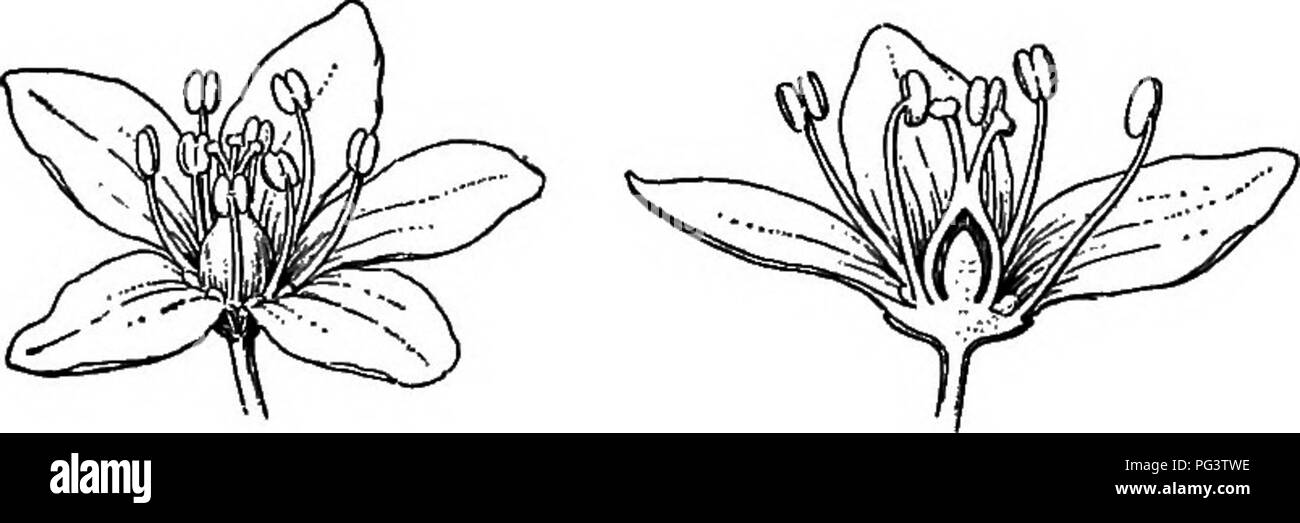 . Essentials di botanica. La botanica; Botanica. 72 CHIAVE E FLOKA 6. P. dumetOTum L. falso il grano saraceno. Perenni. Steli slen- der, twining, ramificato, 2-10 ft. lungo. Foglie di forma ovale, cono-appuntita, a forma di cuore di alabarda-sagomato in corrispondenza della base, di lunga petioled. Stipules cilindrica tronca. Fiori in ascellare, più o meno composto e frondosa racemi. Calice verde-bianco, i lobi esterni alati e formare- ing un margine sulla pedicel. Stami 8. Gli stimmi 3. Akene 3-angolato, nero, liscio e splendente. I margini dei campi e canneti.* ni. FAGOPYRUM L. liscia erbe annuali, ^ith più o meno foglie triangolari; s Foto Stock