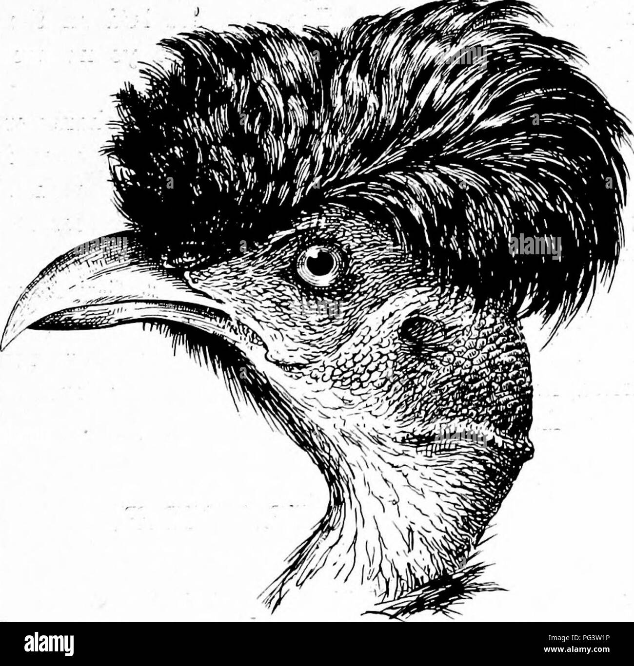 . Gli uccelli del Sud Africa. Gli uccelli. PHASlANlDffi GUtTEEA 235 il sig. Alexander dà il seguente account di:-" dalla natura di questo uccello è di gran lunga più schivo rispetto alla Helmeted faraona e possiede anche una maggiore attitudine per la corsa, raramente facendo uso di volo. Siamo stati abbastanza fortunati da ottenere due esemplari di questa specie in prossimità del fiume sopra Zumbo, mentre in un'altra occasione, quando il beccheggio la nostra tenda per la notte abbiamo sentito un gregge vicino a. Maiale. 72.-capo di Guttera edouardi. acqua e non lontano un altro, ma della specie Helmeted {Numida mitrata), enabhng noi di osservare per un Foto Stock