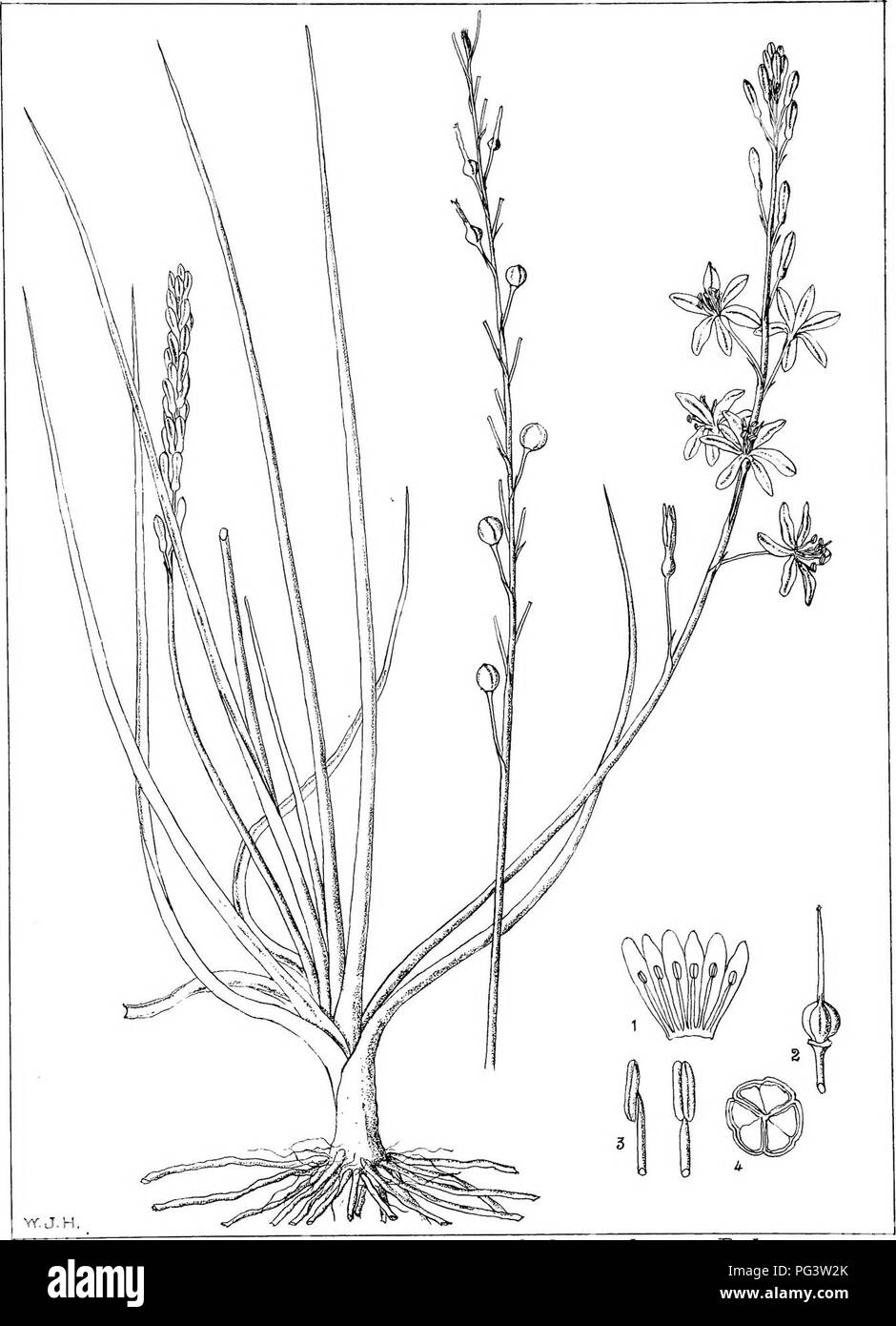 L'immagine presenta un'illustrazione di *Anlhericum eloTgaluir* (probabilmente una specie di aloe) da *Natal Plants*, un'opera botanica che descrive dettagliatamente le piante indigene di Natal. L'immagine mostra le caratteristiche principali dell'impianto, la sua distribuzione nativa, gli usi economici e i nomi locali. L'opera mira a catalogare la variegata flora della regione del Natal, con particolare attenzione all'importanza ecologica ed economica delle piante. Foto Stock