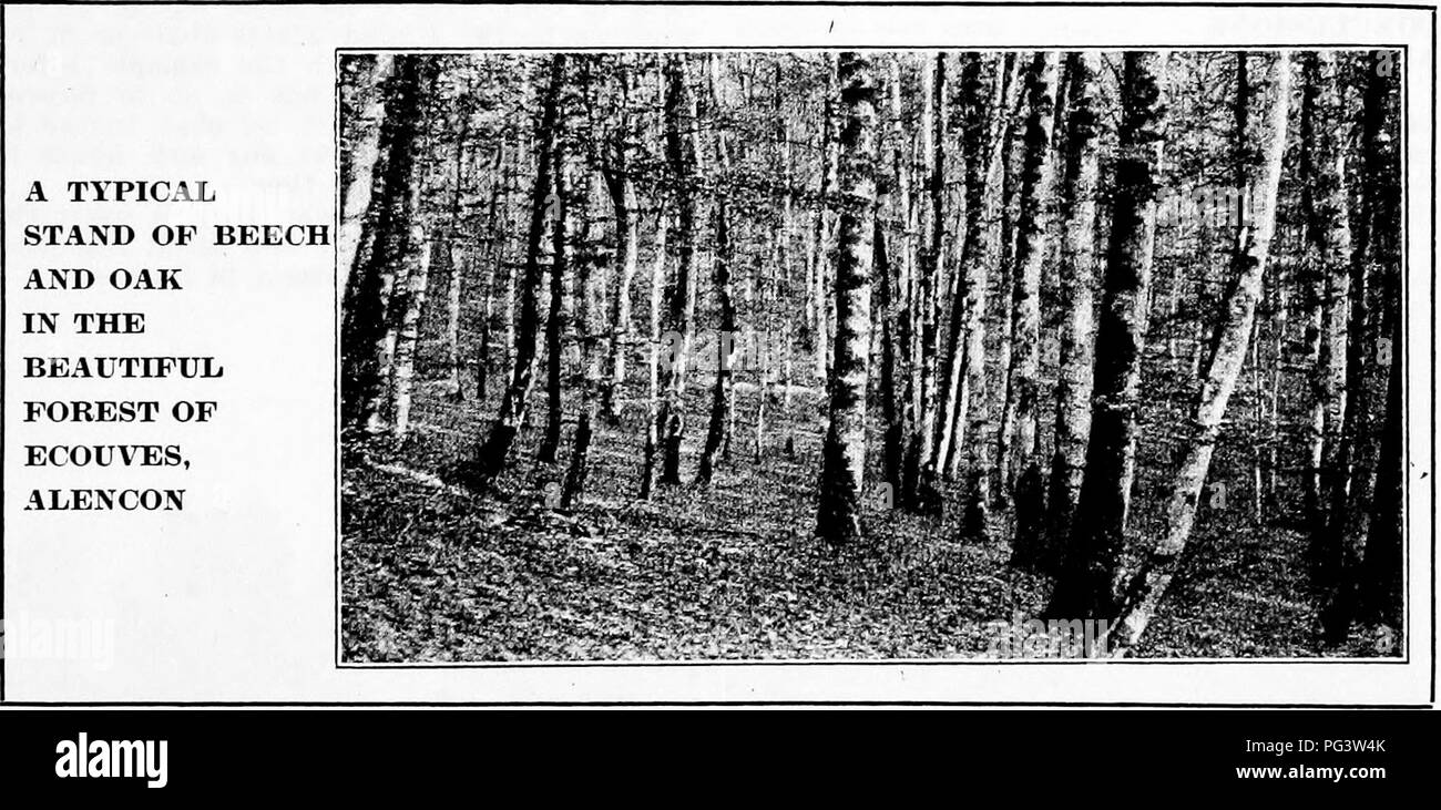 . Impressioni della silvicoltura europea : lettere scritte durante un periodo di sei mesi " visita in Inghilterra e per il continente . Le foreste e la silvicoltura. proprietà possono essere apprezzate solo alla luce della sacralità dei diritti di proprietà a impennarsi. Un popolo completamente come geloso delle libertà individuali come noi stessi non hanno esitato a limitare prop- erty diritti nel caso delle foreste come distinto da tutte le altre classi di terreni, a causa delle particolari interessi pubblici che le foreste servono." Questo punto è di interesse perché dimostra che alcune delle proposte che sono state avanzate per regolamento sulle foreste in th Foto Stock