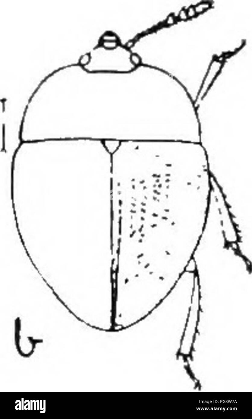 . Un illustrato catalogo descrittivo dei coleotteri o coleotteri (esclusiva della Rhynchophora) noto verificarsi in Indiana : con bibliografia e descrizioni di nuove specie . Coleotteri. . Si prega di notare che queste immagini vengono estratte dalla pagina sottoposta a scansione di immagini che possono essere state migliorate digitalmente per la leggibilità - Colorazione e aspetto di queste illustrazioni potrebbero non perfettamente assomigliano al lavoro originale. Blatchley, W. S. (Willis Stanley), 1859-1940. Indianapolis : La natura Pub. Co. Foto Stock