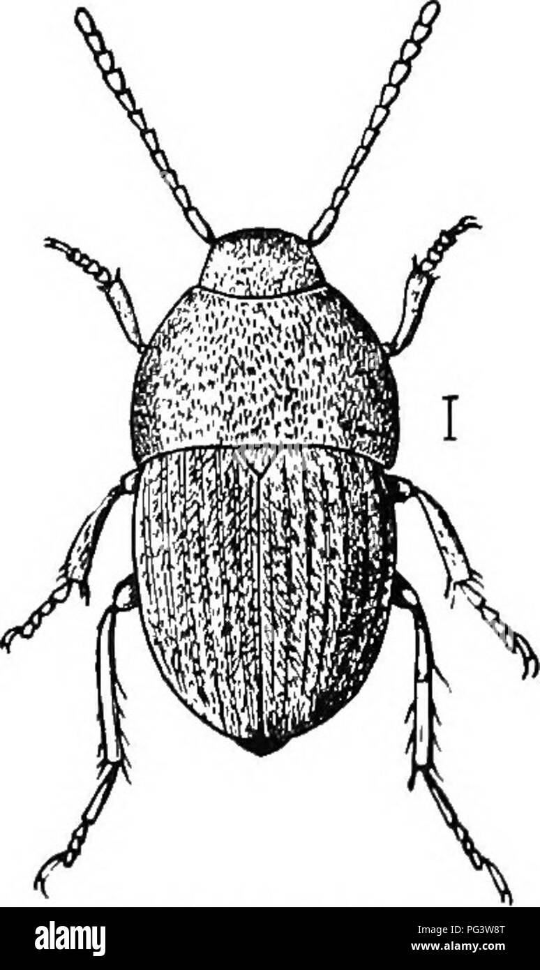 . Un illustrato catalogo descrittivo dei coleotteri o coleotteri (esclusiva della Rhynchophora) noto verificarsi in Indiana : con bibliografia e descrizioni di nuove specie . Coleotteri. Il mammifero NEST coleotteri. 271 grossolanamente forata di torace, le forature non distanti uno dall'altro più del loro diametro. Lunghezza 3-i mm. Lago, Marshall, Starke, Kosciusko e contee Steuben; fre- successivamente. 20 maggio-ottobre 26. Famiglia VII. LEPTINID^. Nido JIammal coleotteri. Questa famiglia è rappresentata in Indiana da un unico piccolo coleottero piana, avente le antenne sottili e 11-raccordare; occhi interamente Foto Stock