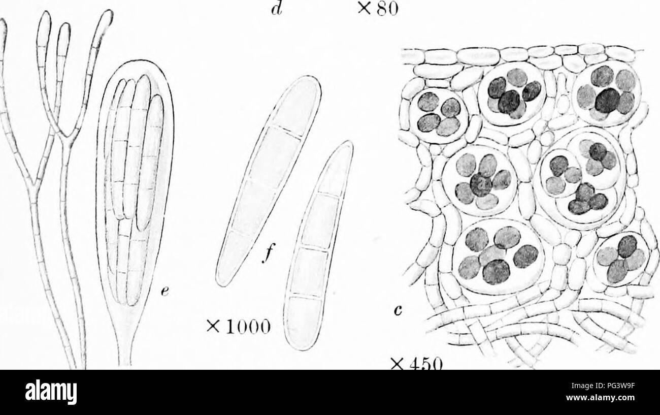 . Una monografia di licheni trovato in Gran Bretagna; essendo un catalogo descrittivo della specie nell'erbario del British Museum. I licheni. X80. X460 x 700 ARTHONIA ASTROIDEA Aoh. a. Impianto su corteccia. b. Porzione di tallo e apothecia. c. Sezione verticale di tallo. d. Sezione verticale di apothecia. c. Aschi e paraphysei /. Spore.. Si prega di notare che queste immagini vengono estratte dalla pagina sottoposta a scansione di immagini che possono essere state migliorate digitalmente per la leggibilità - Colorazione e aspetto di queste illustrazioni potrebbero non perfettamente assomigliano al lavoro originale. British Museum (storia naturale). Dipartimento di Bo Foto Stock