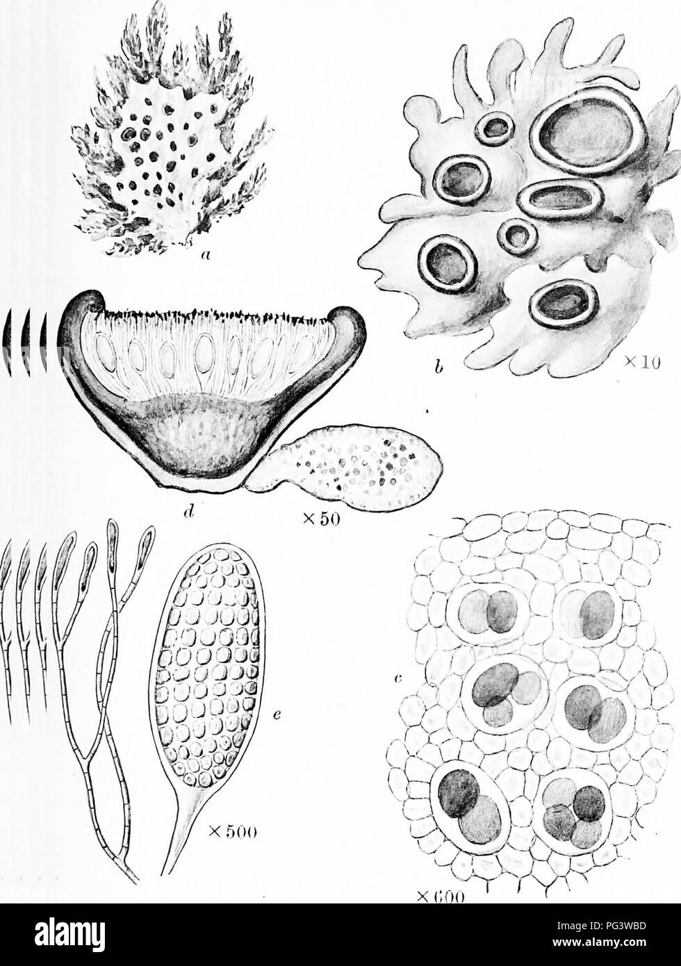 . Una monografia di licheni trovato in Gran Bretagna; essendo un catalogo descrittivo della specie nell'erbario del British Museum. I licheni. La piastra 17. LOPADIUM PEZIZOIPEUM Koerh. u L L ^ impianto su n,oss b. Porzione di thallu" e apothecia. c. Sezione verticale d 'f Se Se tallo. d. Sezione verticale di apothecium. .. Aschi con spore e paraphysis.. Si prega di notare che queste immagini vengono estratte dalla pagina sottoposta a scansione di immagini che possono essere state migliorate digitalmente per la leggibilità - Colorazione e aspetto di queste illustrazioni potrebbero non perfettamente assomigliano al lavoro originale. British Museum (storia naturale) Foto Stock