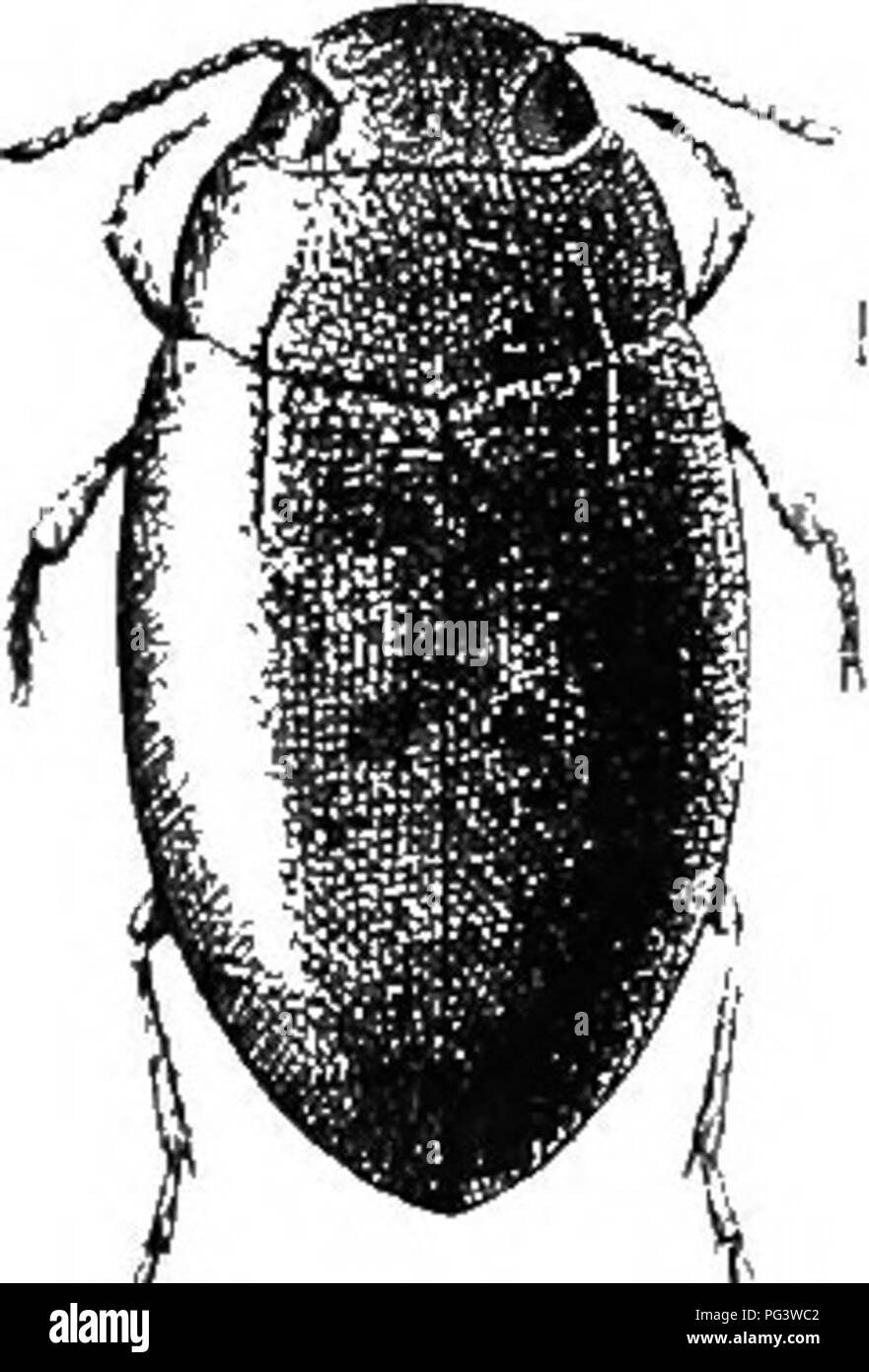 . Un illustrato catalogo descrittivo dei coleotteri o coleotteri (esclusiva della Rhynchophora) noto verificarsi in Indiana : con bibliografia e descrizioni di nuove specie . Coleotteri. Il diving PEEDACEOUS coleotteri. 213 '/. l&LT;"irsl nnd si'cdiirt seKinents ventrale siuootli o (ibsnlelely punctate; elytra punctate finemente. 406. affinis. dd. Primi e secondi segmenti ventrale grossolanamente ma scarsamente punc- tate ; elytra punctate grossolanamente. 407. puscatus. 403 (1270). BiuEssus fi^vicollis Lee, Prcic. Phil. Acad. Nat. Sci., 1855, 295. Di forma oblunga ovale, opaco. Testa, torace, gambe e sotto la superficie giallo Foto Stock