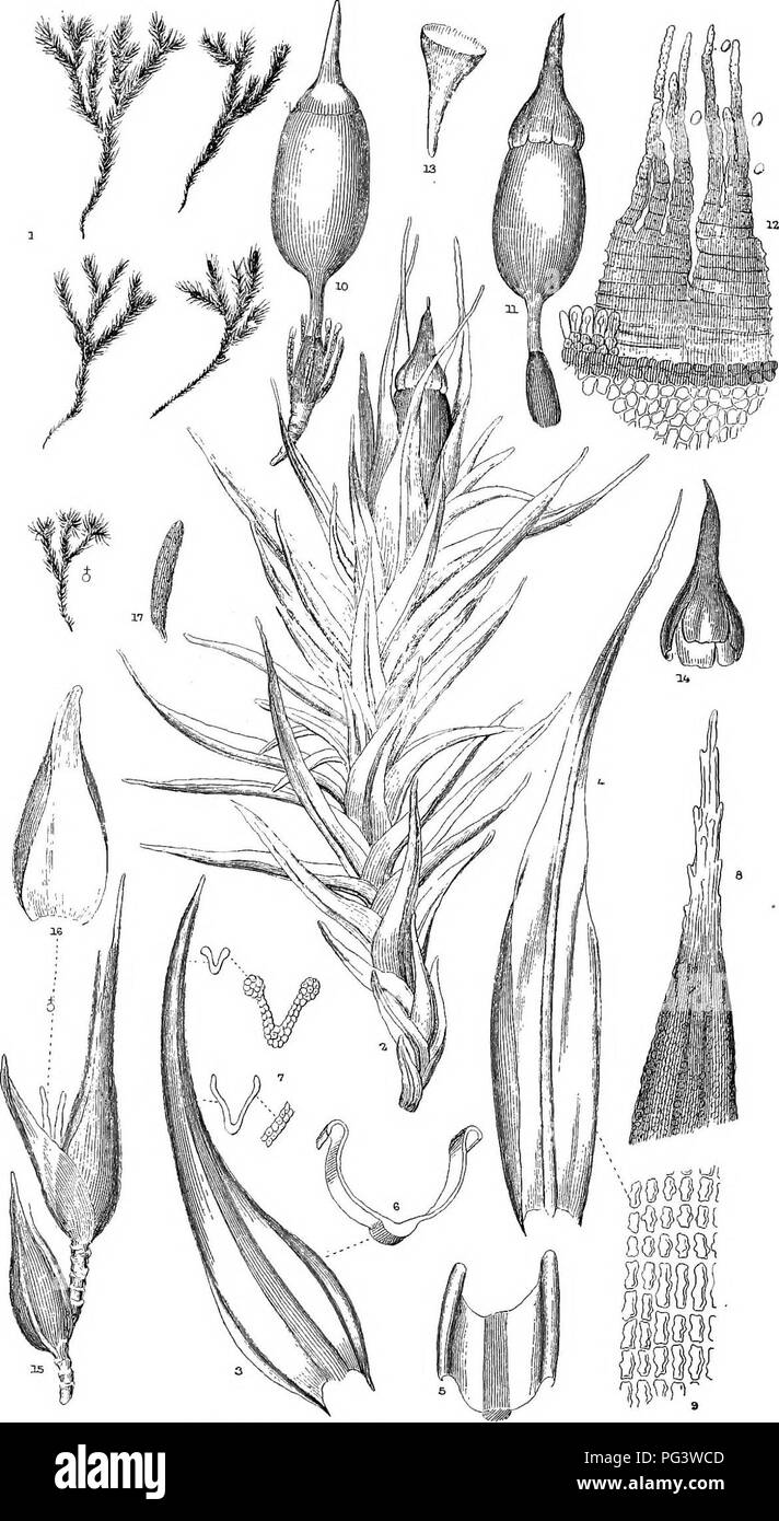 . Muschi con una mano-lente; un non-technical handbook dei più comuni e più facilmente riconosciuti i muschi del nord-est degli Stati Uniti. Muschi. Mm Platf, XIV. Spiegazione sulla pagina successiva. Si prega di notare che queste immagini vengono estratte dalla pagina sottoposta a scansione di immagini che possono essere state migliorate digitalmente per la leggibilità - Colorazione e aspetto di queste illustrazioni potrebbero non perfettamente assomigliano al lavoro originale. La boiacca, Abel Joel, 1867-. New York, l'autore e il O. T. Louis Company Foto Stock