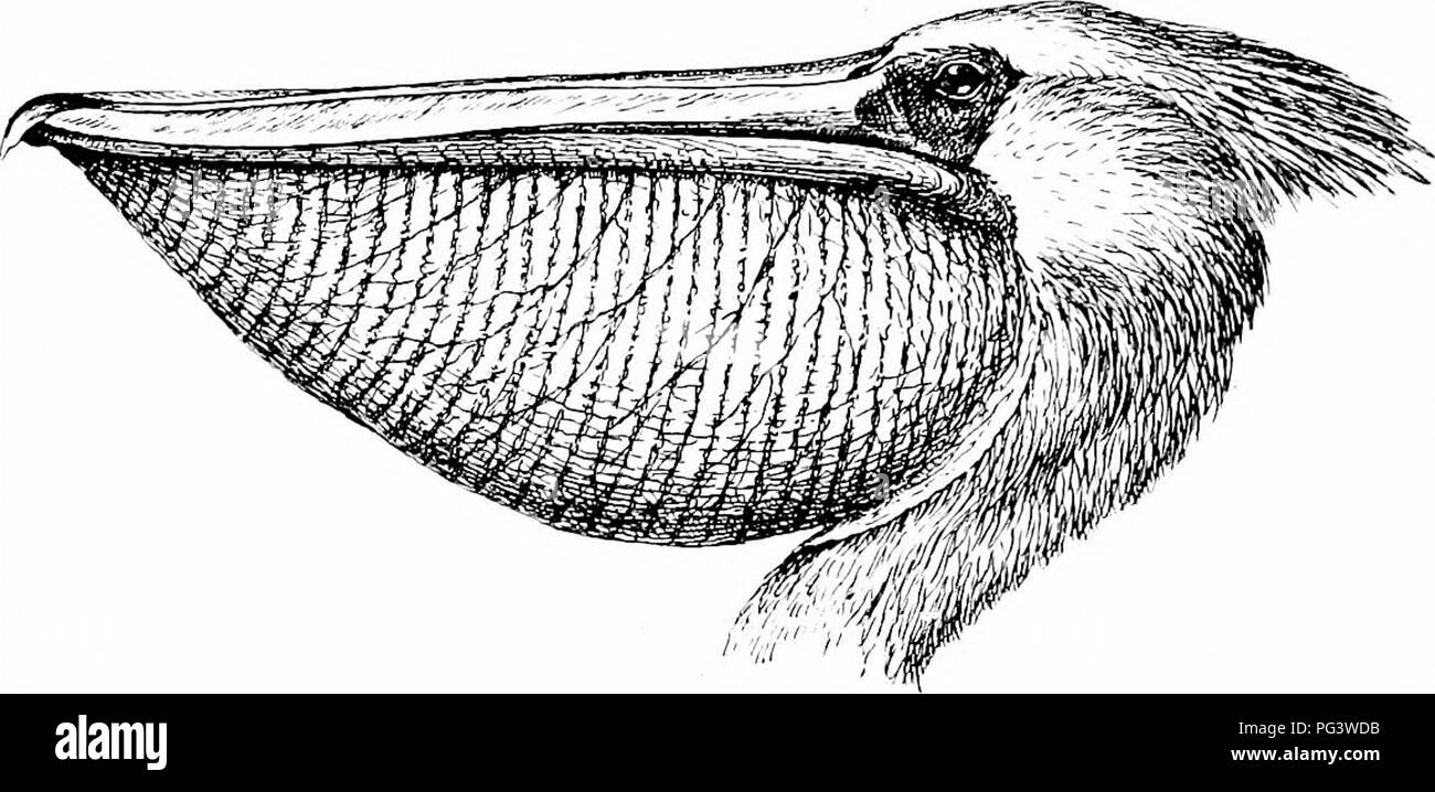 . Gli uccelli del Sud Africa. Gli uccelli. 28 PBLBCANID^ PELBCAN0S piume lanceolate da quattro a cinque pollici a lungo ; sul petto è un altro agglomerato di simili foglie lanceolate e appuntite piume. Iris giallo-marrone scuro a chiazze; bill bianco-giallastro, il chiodo in corrispondenza della punta della mandibola superiore arancione; custodia color carne, con fine trasversale di ^^uidistant linee parallele ; le gambe di colore bianco giallastro. Lunghezza 66-0; ala 22-5 ; coda 7-5: culmen 13-5 ; tarso 3-25. In non-piumaggio di allevamento e in uccelli giovani le ali sono di colore marrone in tutto, non vi è alcun lavaggio rosa sul retro, fianchi e sotto la coda-converte questi par Foto Stock