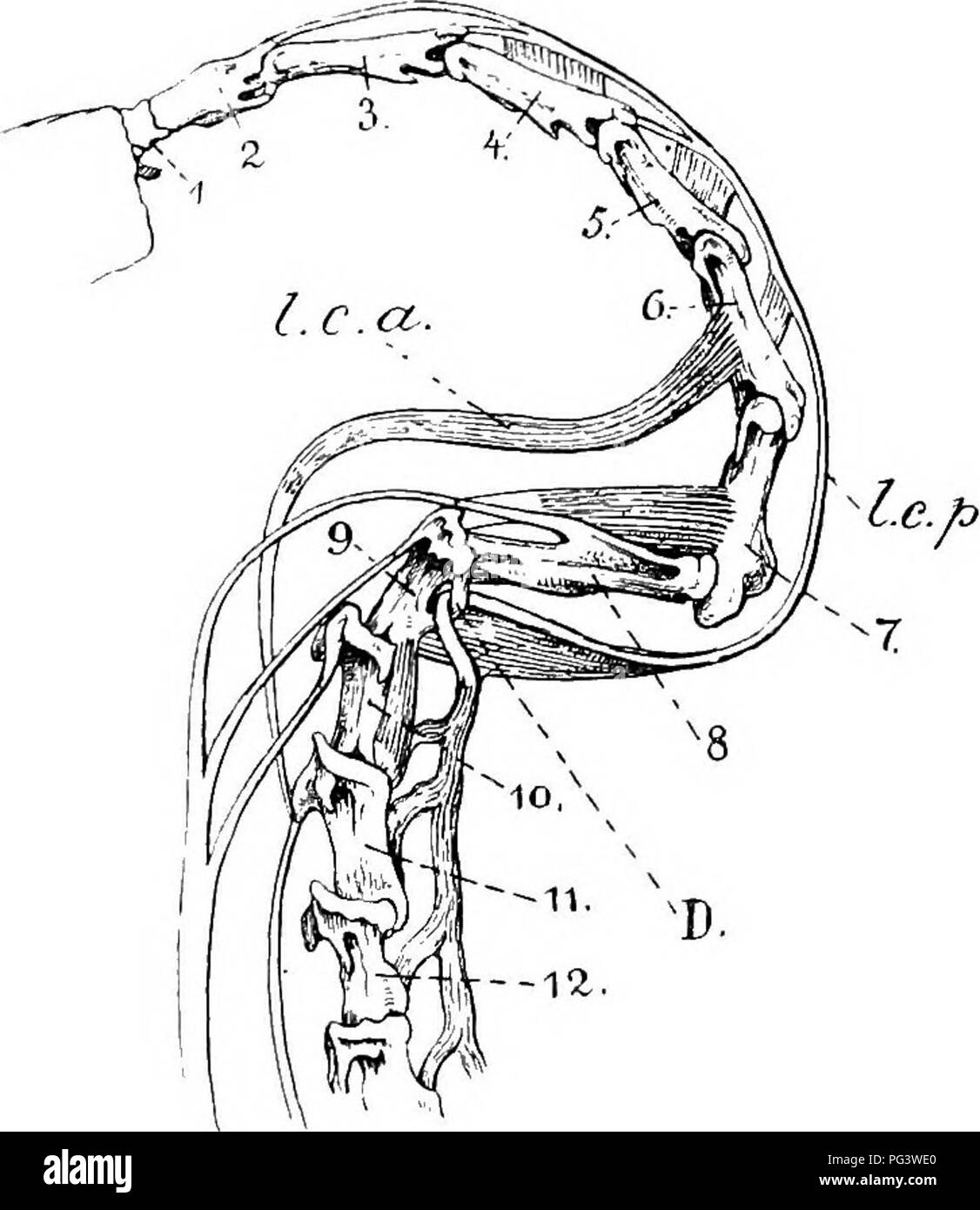 . Gli uccelli del Sud Africa. Gli uccelli. 12 PHALACEOCOBACIDJE PLOTUS un lungo tendine, fissato anteriormente al hsemapophysis dell'ottava, nona e decima vertebra. L'azione di tirare la testa indietro preparatori per la sorprendente è effettuata mediante il longus colli posteriore, l'effettivo movimento impressionante dal longus colli antero. Altra peculiarità nell'organizza- zione del Plotus riguarda lo stomaco. In P. Rufus, sud africani, specie la seconda o porzione pilorica dello stomaco è rivestita in tutto e per tutto l'apertura nel duodeno da uno spesso rivestimento. Maiale. 3.-Anatomia del collo di Flolus. 1-12 Cer Foto Stock