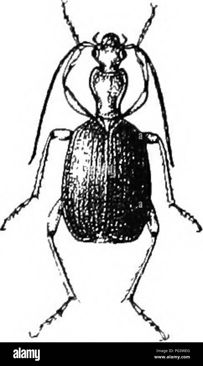. Un illustrato catalogo descrittivo dei coleotteri o coleotteri (esclusiva della Rhynchophora) noto verificarsi in Indiana : con bibliografia e descrizioni di nuove specie . Coleotteri. Il GEOUND coleotteri. 159 U. Hind angoli di torace prominente; humeri distinti. n. Elytra oblungo, poco allargata di dietro; addome interamente pale; di piccole dimensioni, non più di 7 mm. 291. janthinipennis. nn. Elytra gradualmente ma decisamente dilatato dietro; addome scuro, almeno sui lati. o. Stretto bordo laterale e epipleura di elytra giallo pallido; Icnees, i lati dell'addome e metathorax dusky. 292. lATBiiAUS. 00. Ed laterale Foto Stock