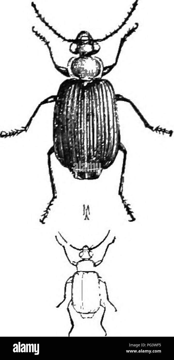 . Un illustrato catalogo descrittivo dei coleotteri o coleotteri (esclusiva della Rhynchophora) noto verificarsi in Indiana : con bibliografia e descrizioni di nuove specie . Coleotteri. 144 famiglia ir. CAEABTD.'E. La chiave per l'INDIA?iA SPEIJES DI GEOUP A. u. Testa e thurax giallo-rossastra; elytra interamente blu scuro. 6. Elytra profondamente striate; antenne pale; lunghezza 8.5-9,5 mm. 245. GEANDI.S. 6&amp;. Elytra finemente striate; tre giunti basali solo di antenne pale; lunghezza f&GT;-7 mm. 246. atrivextris. fui. Capo lilack. torace'reddish-yelknv; elytra blu verdastro, profondamente striate; giunti esterna di antenna Foto Stock