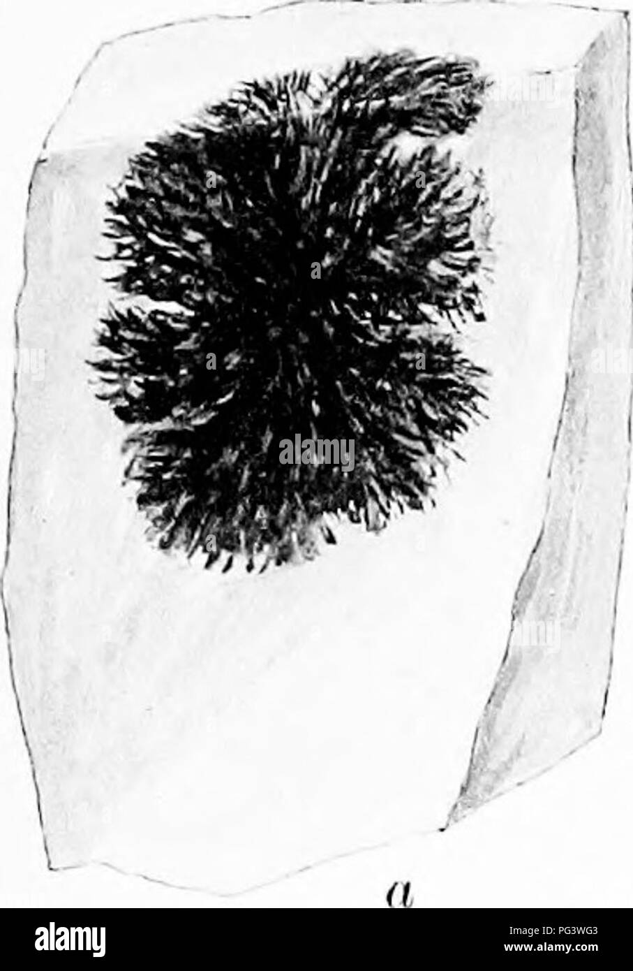 . Una monografia di licheni trovato in Gran Bretagna; essendo un catalogo descrittivo della specie nell'erbario del British Museum. I licheni. La piastra 1. Si prega di notare che queste immagini vengono estratte dalla pagina sottoposta a scansione di immagini che possono essere state migliorate digitalmente per la leggibilità - Colorazione e aspetto di queste illustrazioni potrebbero non perfettamente assomigliano al lavoro originale. British Museum (storia naturale). Dipartimento di Botanica; Crombie, James Morrison, 1833-1906; Smith, Annie Lorrain, 1854-1937. Londra, stampati in ordine di fiduciari Foto Stock