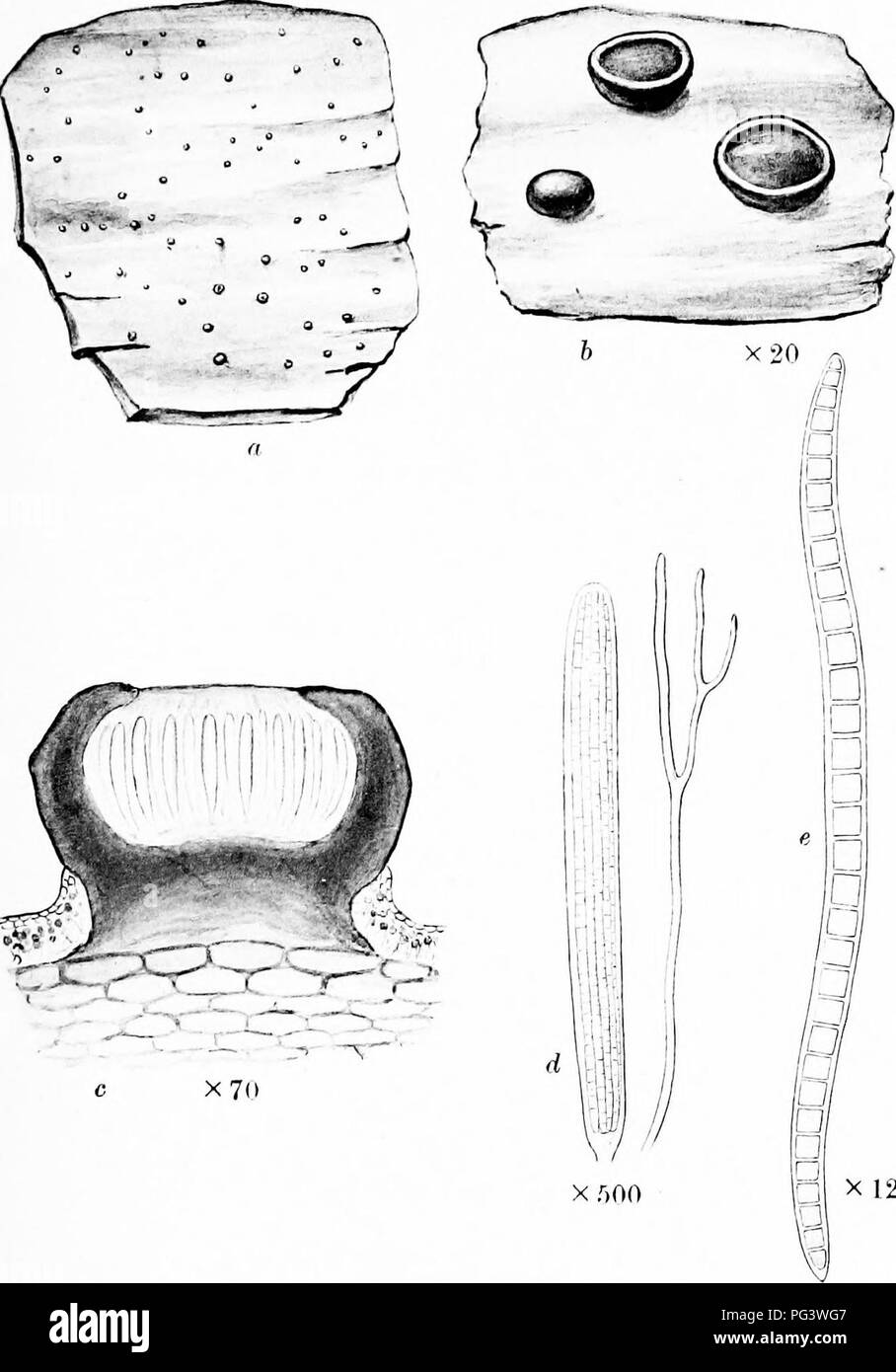 . Una monografia di licheni trovato in Gran Bretagna; essendo un catalogo descrittivo della specie nell'erbario del British Museum. I licheni. La piastra 1. X 1200 GONOTREMA URCEOT^ATUM Tiu-korm. n. Impianto su liark, 'i. Porzione di thallns e apotlieeia. c. Sezione verticale di apotbecium. d, Aschi paraphysis e. e. Singola spora.. Si prega di notare che queste immagini vengono estratte dalla pagina sottoposta a scansione di immagini che possono essere state migliorate digitalmente per la leggibilità - Colorazione e aspetto di queste illustrazioni potrebbero non perfettamente assomigliano al lavoro originale. British Museum (storia naturale). Dipartimento di Botanica; Crombie Foto Stock