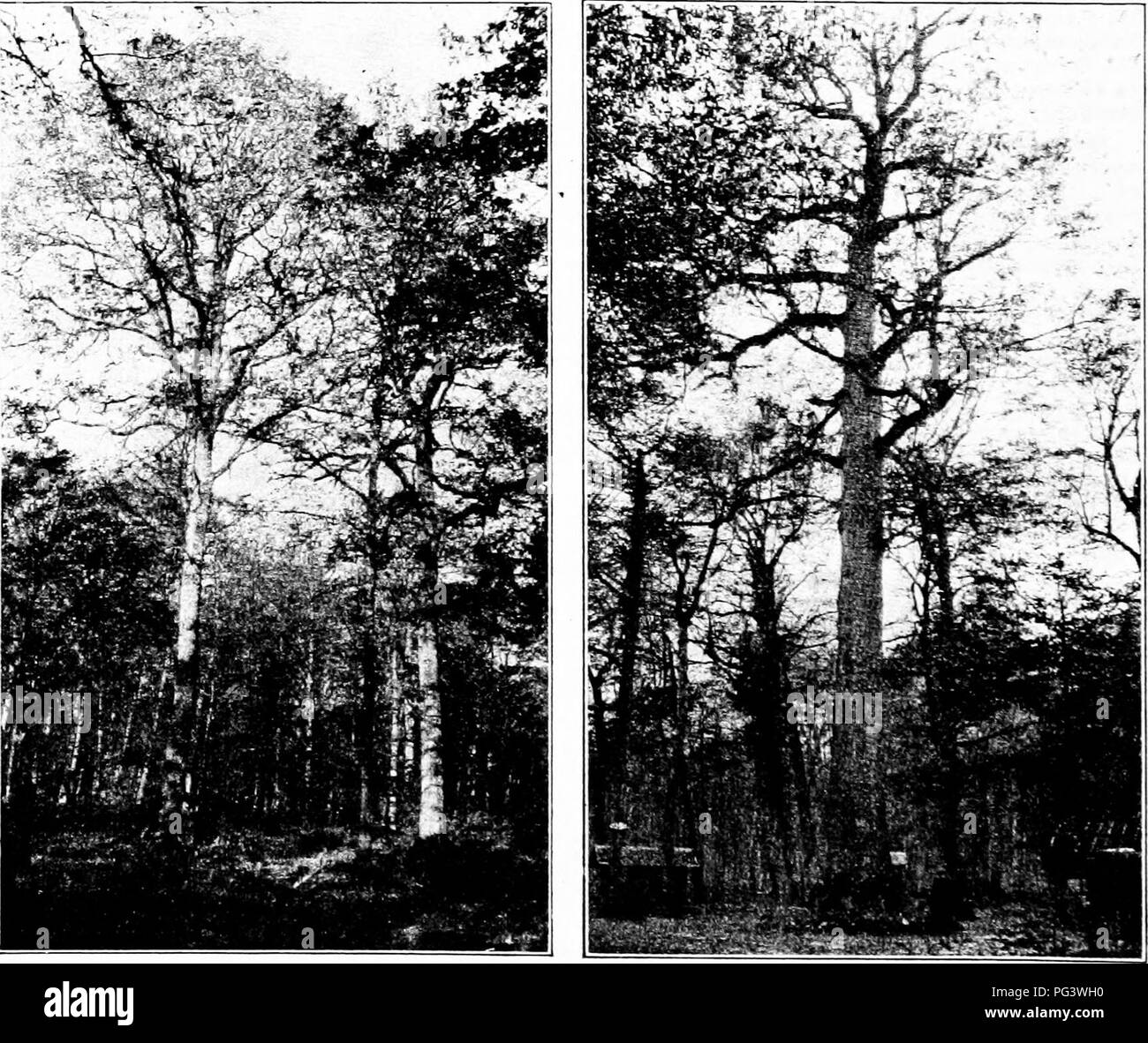 . Impressioni della silvicoltura europea : lettere scritte durante un periodo di sei mesi " visita in Inghilterra e per il continente . Le foreste e la silvicoltura. Alcune funzioni della silvicoltura in Francia impressioni ricevute nel corso di una serie di ci sono un certo numero di ragioni per cui Ameri- lattine dovrebbero essere interessati in francese la silvicoltura. In primo luogo la storica amicizia tra la nostra nazione e la Francia crea il desiderio di sapere qualcosa di come una sorella repubblica gestisce il suo foreste; secondo, a causa della sua posizione geografica, la Francia ha condizioni climatiche più quasi simile a quelli degli Stati Uniti che sono quelli della c Foto Stock