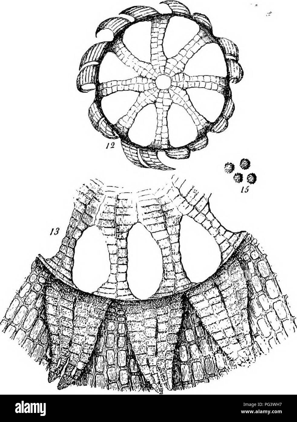 . Muschi con una mano-lente; un non-technical handbook dei più comuni e più facilmente riconosciuti i muschi del nord-est degli Stati Uniti. Muschi. MOSSKS CON UNA MANO-I,KNS. La figura i. Peristome di Orthotrichum callistomnm (da Bry. Eur.) 6, e 7, è molto simile a quella di Ceratodon, solo i denti sono più ampia e meno incurvata quando asciutto. In Fontinalis. che è sempre sommersa, il peristome è costituito da una rete, attraverso le cui maglie sono le spore gradualmente fuoriuscire. In una Unione moss, Orthotrichum callis- tomum Fisch., il peristome interna è una struttura domelike con aperture vicino a th Foto Stock