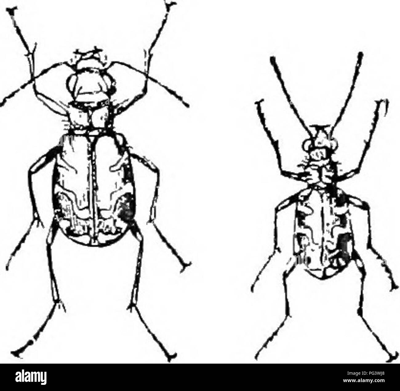 . Un illustrato catalogo descrittivo dei coleotteri o coleotteri (esclusiva della Rhynchophora) noto verificarsi in Indiana : con bibliografia e descrizioni di nuove specie . Coleotteri. . Si prega di notare che queste immagini vengono estratte dalla pagina sottoposta a scansione di immagini che possono essere state migliorate digitalmente per la leggibilità - Colorazione e aspetto di queste illustrazioni potrebbero non perfettamente assomigliano al lavoro originale. Blatchley, W. S. (Willis Stanley), 1859-1940. Indianapolis : La natura Pub. Co. Foto Stock