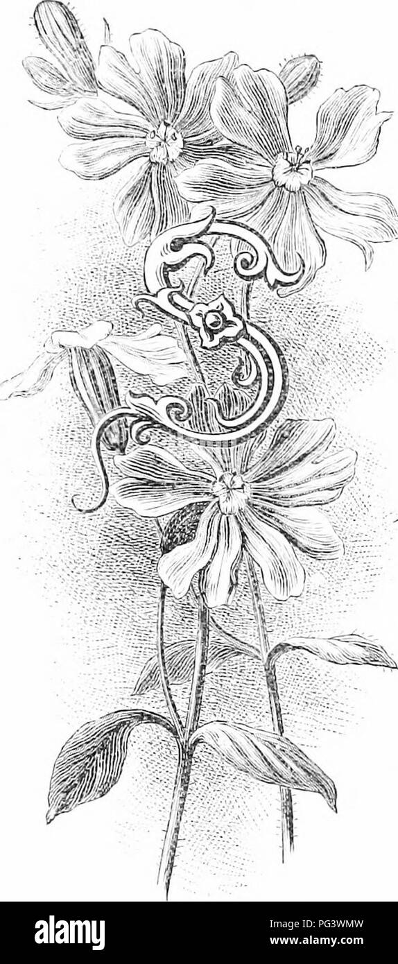. Familiarità fiori da giardino . Fiori e piante ornamentali,; floricoltura. Il CATCII-FLT. iSUnie priithi'iK. '"LENES non nre .UMli."nted per Silenus^ come il nome miglit sn^'i^ost, sebbene un eynical deilieation potrebbe essere fissato male che (lireetioii. Il generico iiaiiie I'l'frrs ai loro sticki- ness, per essi (hi non intrappolare Hies ill llicwayof drosera e dioncca, ma da tlie vnlgar più modo di dauliing tliem- stessi vith invisilile melasso. Abbiamo liave un li lotoF nel British flora.j e uno dei nnmlier, il white campion [Hilciie iiijliif(i), può giacere visto in ston' contee g'vown Foto Stock