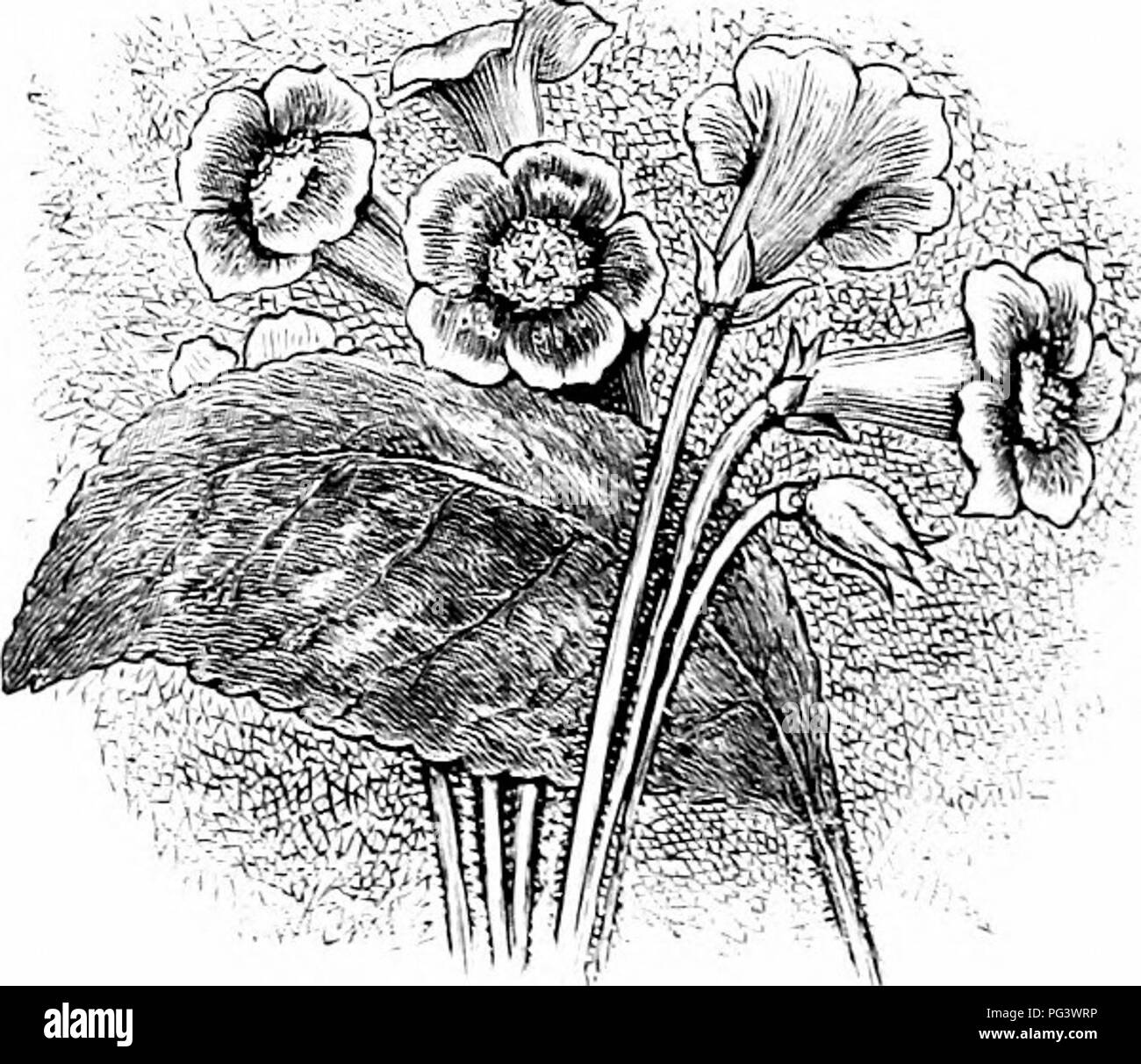 In questa mostra, un giudice valuta le voci della mostra di fiori per bambini, concentrandosi sul peso delle piante per determinarne la qualità. Le piante pesanti furono scartate come inadatte, mentre quelle più leggere furono generalmente considerate migliori, anche se furono commessi alcuni errori. La mostra mette in evidenza l'importanza di una corretta cura e conoscenza della floricoltura, con un'enfasi sul peso come indicatore della salute e della qualità delle piante. Foto Stock