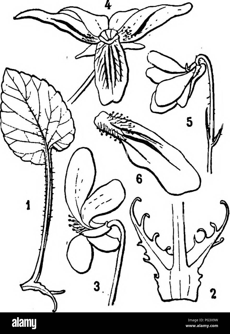 . Icones plantarum formosanarum nec non et contributiones ad floram formosanam; o, Icones delle piante di Formosa e materiali per una flora dell'isola, sulla base di uno studio delle collezioni del sondaggio botanici del governo di Formosa. Botanica. obliquis basi oTatis apice cuspidiformibus mar- fimbriatisii more 8 mm. longis 3 mm. lati&amp; extus' hirsutis, stipuKs foliorum stolonis angustioribus margine dentato-ciliolatis. Scapi 5-7 cm. longi, sursum bracteis 2 instructi, bracteis linearibus 6 mm. longis | mm. latis margine ciliatis, dorso hirsutis intus glabris. Sepala oblonga, inseq Foto Stock