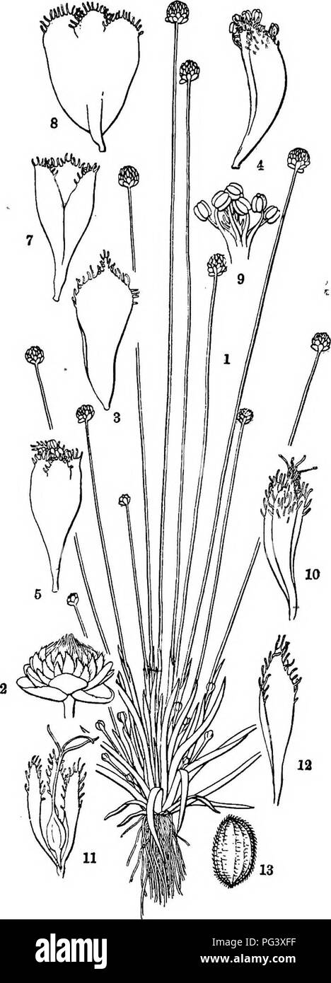 . Icones plantarum formosanarum nec non et contributiones ad floram formosanam; o, Icones delle piante di Formosa e materiali per una flora dell'isola, sulla base di uno studio delle collezioni del sondaggio botanici del governo di Formosa. La botanica. EBIOCAULE^. 61 Eriocaulon nantoense Hayata sp. nov. (Fig. 28). Folia Knearia csespitosa 3-4 cm. longa medio 3 mm. lata apice acuminati glaberrima erecta. Scapi csespitosi 15-25 cm. longi glabri gracillimi 4-5-sulcati basi 1-vaginati, vaginis folia in longitudine fere sequantibus glabris 2-4 cm. longis, oribus fissis obliqua apice obtusis. Cap Foto Stock