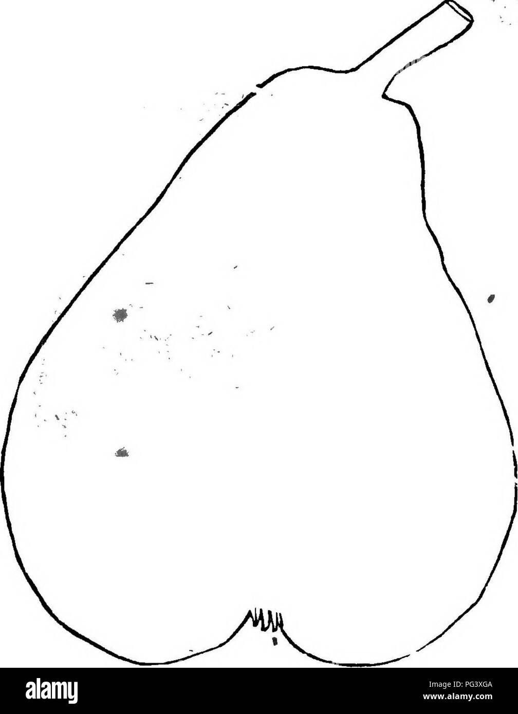 . La frutta e gli alberi da frutto di America : O, la cultura, la propagazione e la gestione, in giardino e frutteto, di alberi da frutto in generale, con le descrizioni di tutte le migliori varietà di frutta, nativi e stranieri, coltivato in questo paese . Frutta-cultura; frutta. 464 LA FEAB.. Beurri Clairgeau. mar. (.avity è irregolare. Calice aperto, segmenti stifi!^ in un poco profondo farrowed bacino. Carne di colore giallognolo, burrosa, succosa, alquanto granulare, con una stucchevole, perfiimed, vinoso sapore. Da ottobre a gennaio. BeurriS KosspiH, diffusi e nominato da Andre Leroy. Albero di tasso mpderj vigore. Frutto di grandi dimensioni, molto var Foto Stock