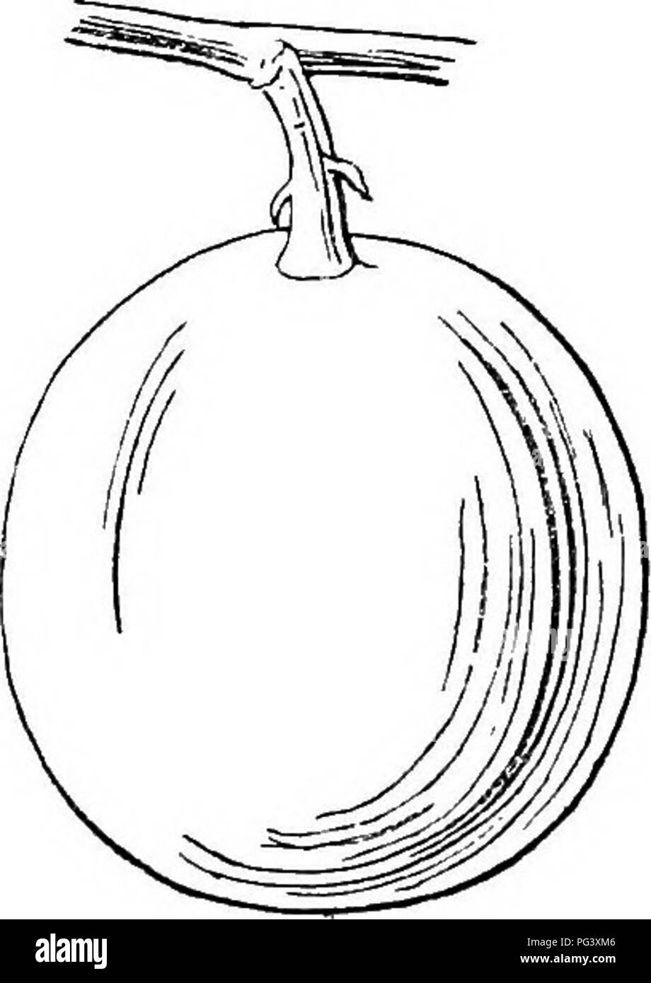 . Icones plantarum formosanarum nec non et contributiones ad floram formosanam; o, Icones delle piante di Formosa e materiali per una flora dell'isola, sulla base di uno studio delle collezioni del sondaggio botanici del governo di Formosa. La botanica. CUCUEBITACE^. 5 mm. longis; petiolulis pimiarum 2-3 cm. longis glabris basi incrassatis, parfcibus incrassatis 6 mm. longis; interjugis pumarum 3-4 cm. longis, rhachibus ultra jugas product, partibus rhachis ultoa jugam producfcis 5-10 cm. longis cirrhiformibus, petiolis 5-7 cm. longis basi incrassatis, parfcibus incrassatis 1 cm. longis. L Foto Stock