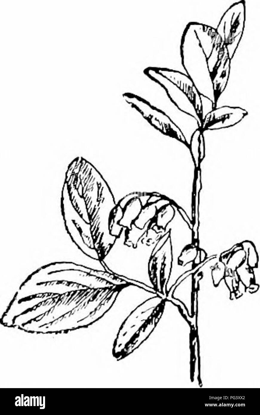 . Il nostro nord di arbusti e di come identificarli : un manuale per i veri amanti della natura . Arbusti. HUCKLEBERRY famiglia pistillo.-ovario inferiore, dieci-celled, un ovulo in ciascuna cella, molti dei quali abort nella frutta. Frutta.-Berry-come DRUPA, nero, lucente, senza bloom, dolce, un quarto di pollice di diametro; nutlets dieci. Luglio, Agosto Gaylussacia rcsinosa produce il comune- huckle berry dei mercati. Il frutto è dolce, stabile, e splendente di colore nero. Ci sono varietà che possono variare notevolmente da un tipo rispetto alla frutta; uno è molto dolce a forma di pera ber- ries ; un altro ha glaucous foglie, Foto Stock